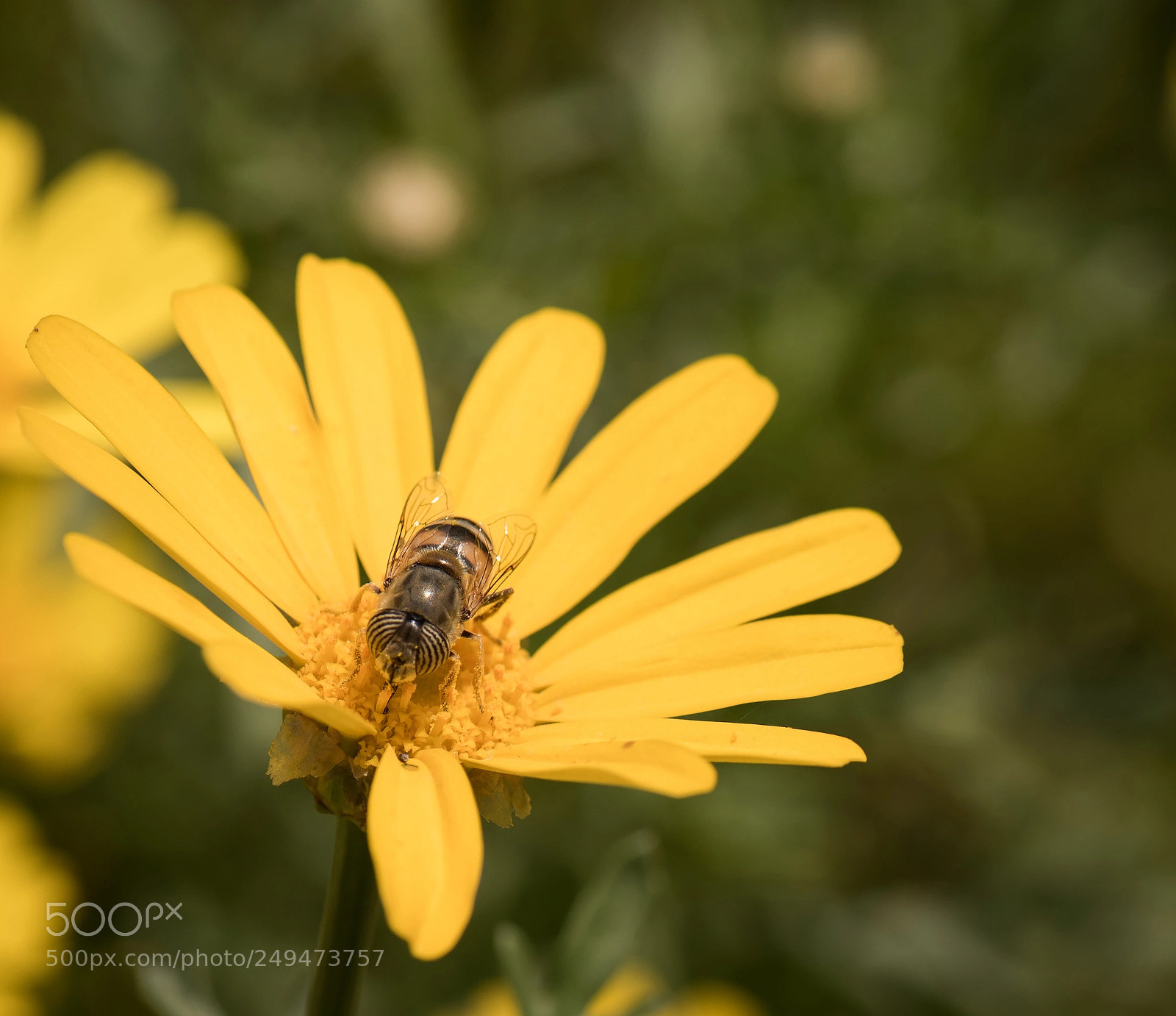 Nikon D810 sample photo. Yellow photography