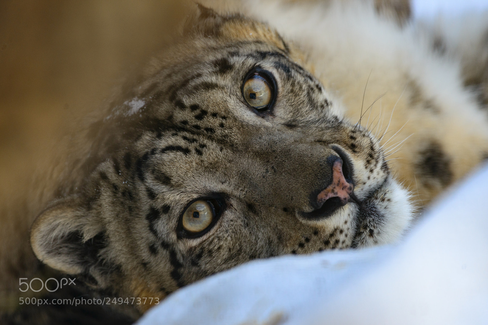 Nikon D800E sample photo. Snow leopard photography