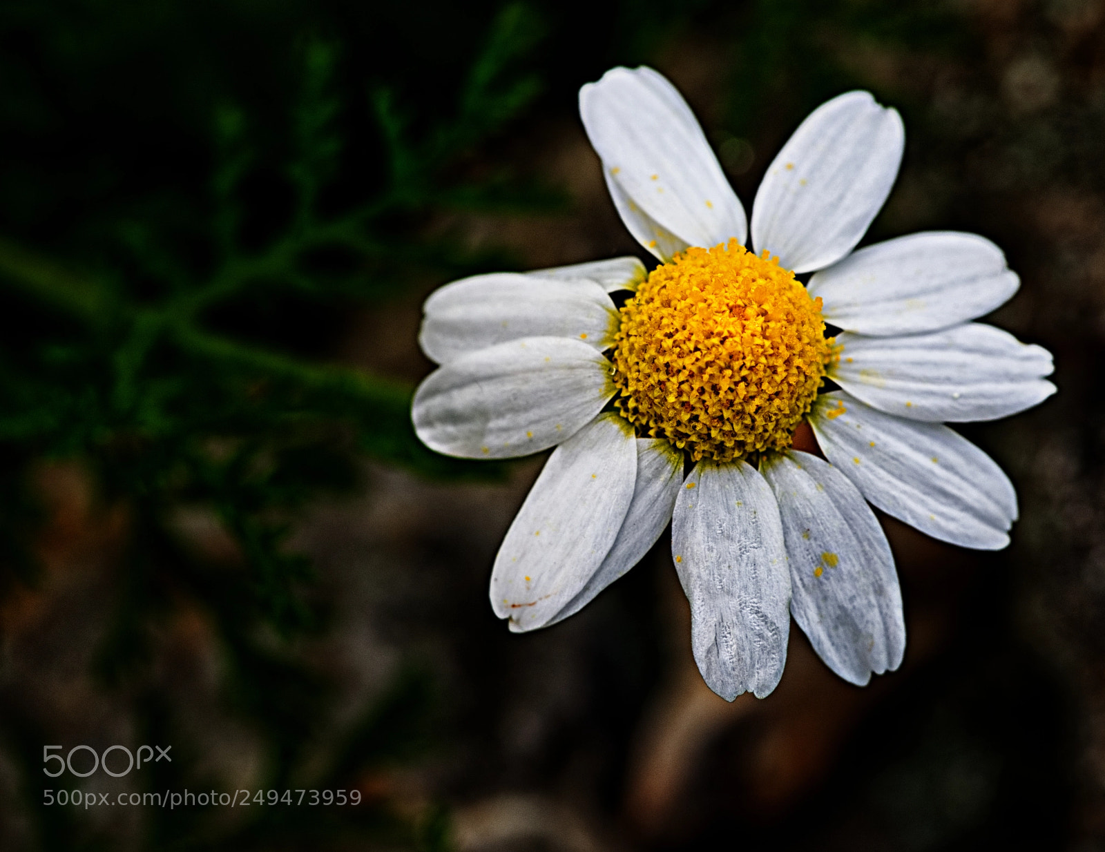 Olympus OM-D E-M10 II sample photo. Prehistoric trail daisy photography