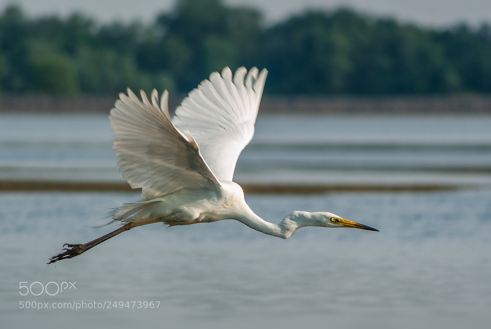 Pentax K10D sample photo. Great egret photography