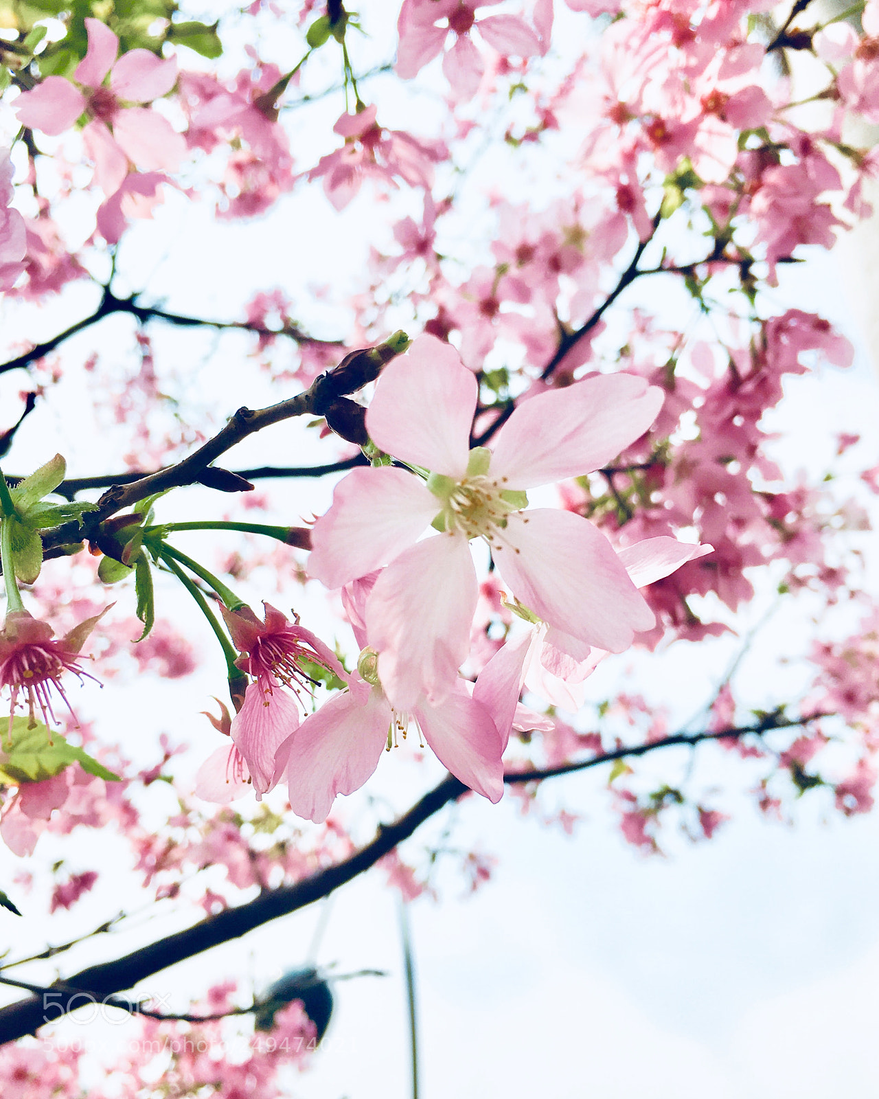Apple iPhone 6s Plus sample photo. Spring photography