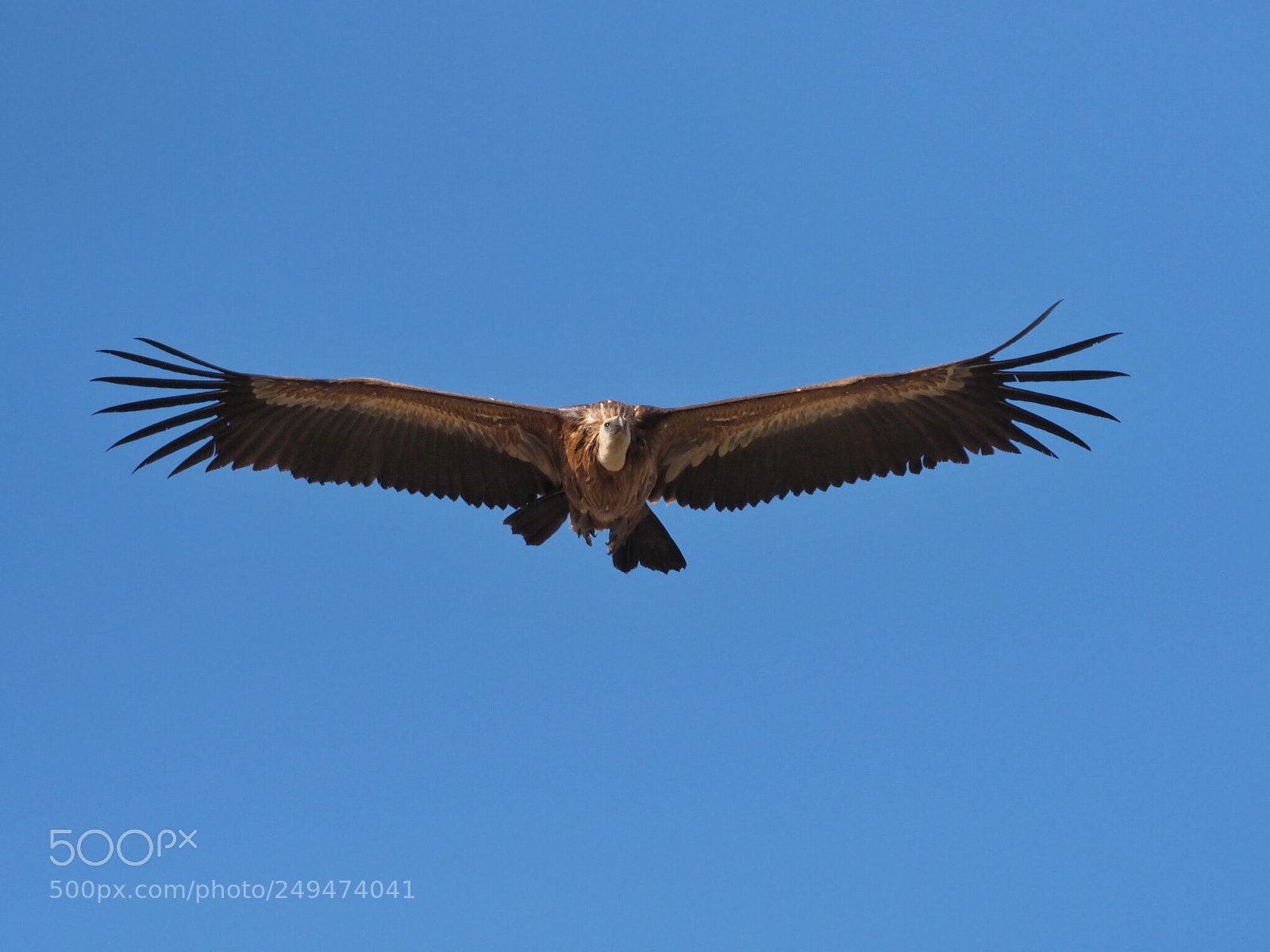 Olympus OM-D E-M1 Mark II sample photo. Extremadura griffon vulture photography