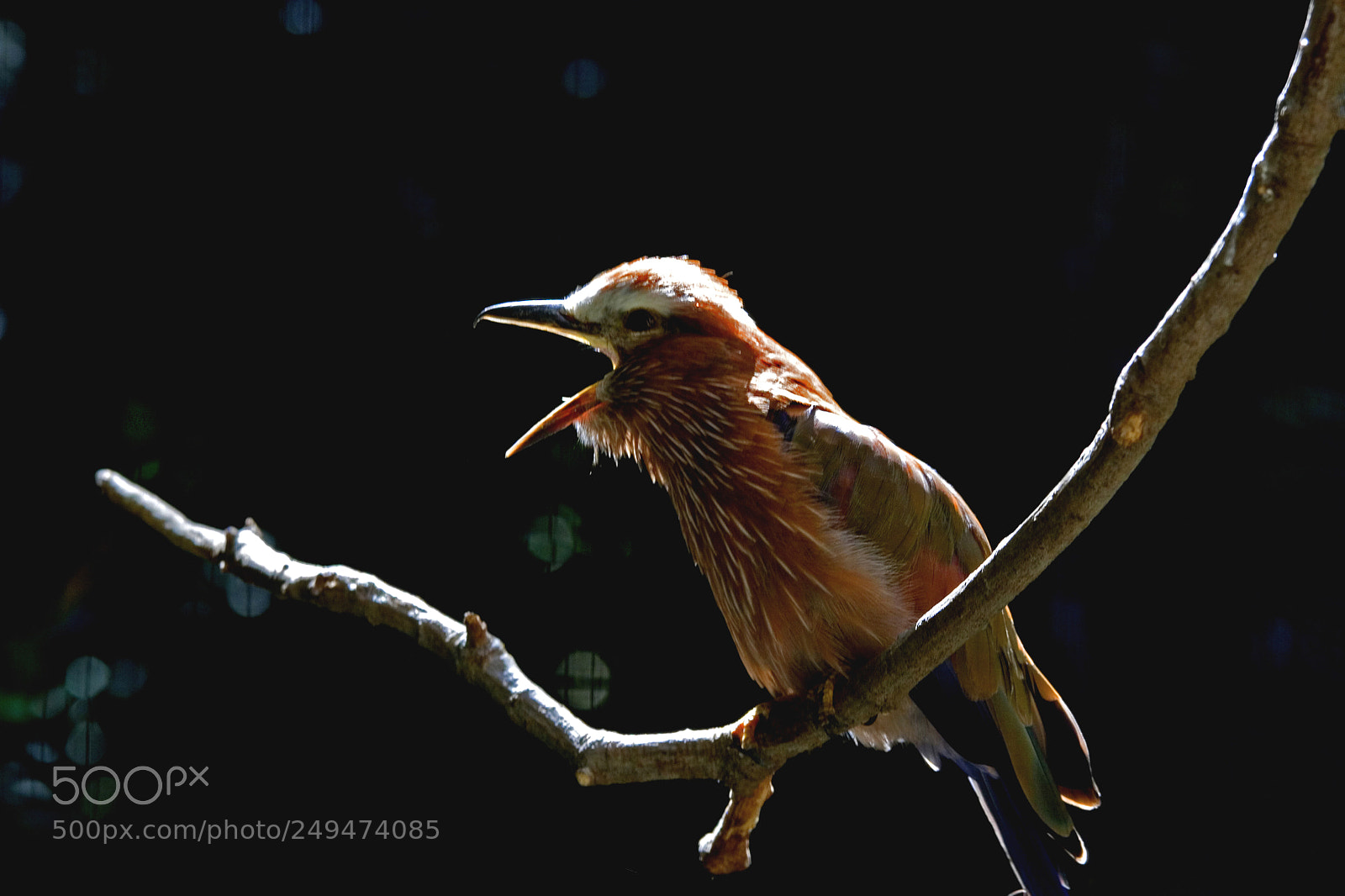 Canon EOS 20D sample photo. Bird photography