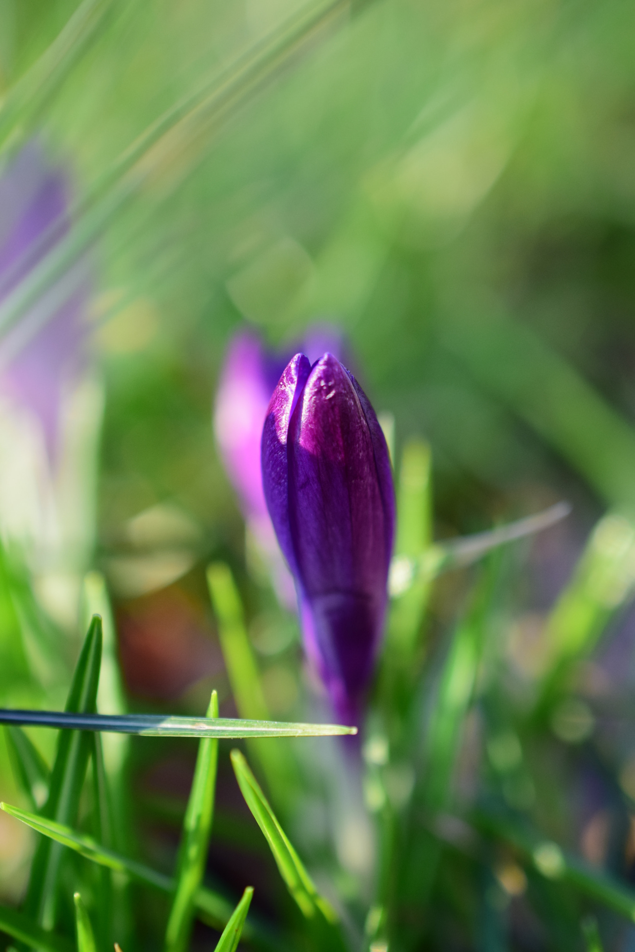 Nikon D5300 + Nikon AF-S DX Micro Nikkor 40mm F2.8 sample photo. Close up photography