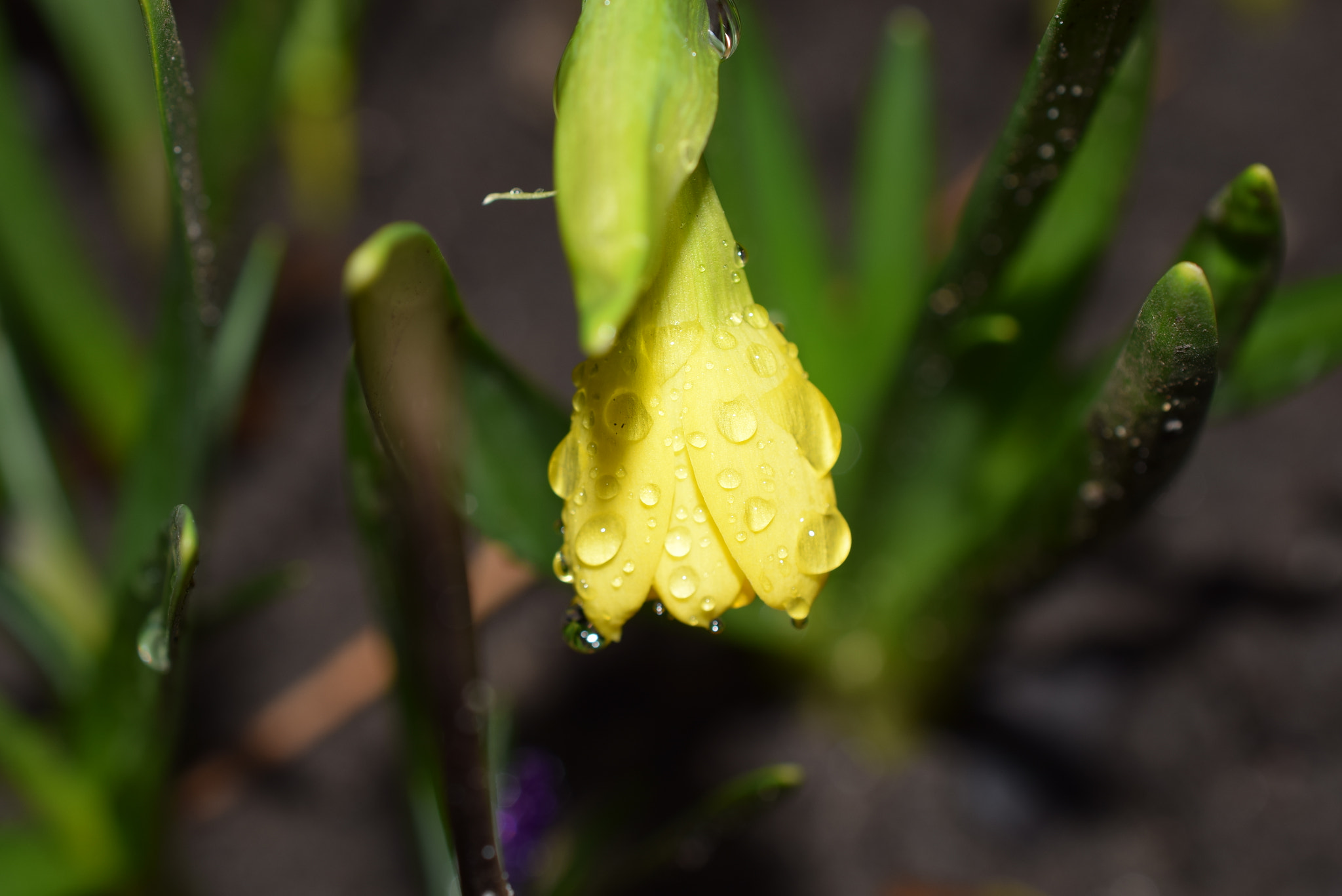 Nikon D5300 + Nikon AF-S DX Micro Nikkor 40mm F2.8 sample photo. Close up little daffodil photography