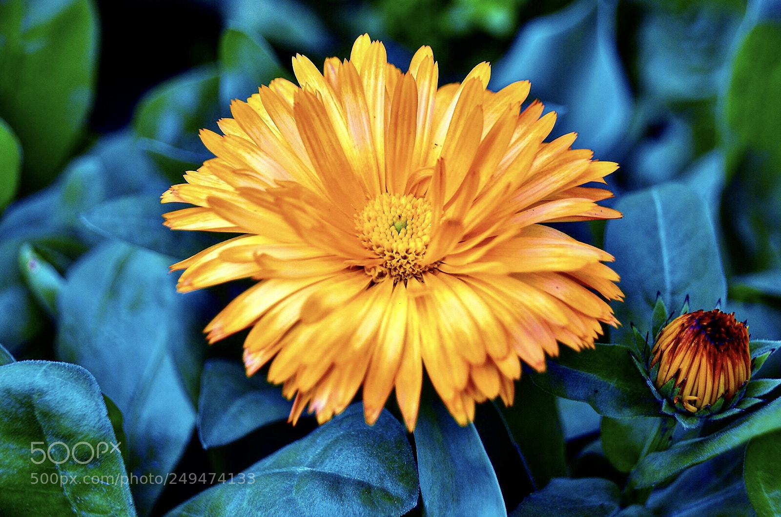 Nikon D7000 sample photo. Cano photography