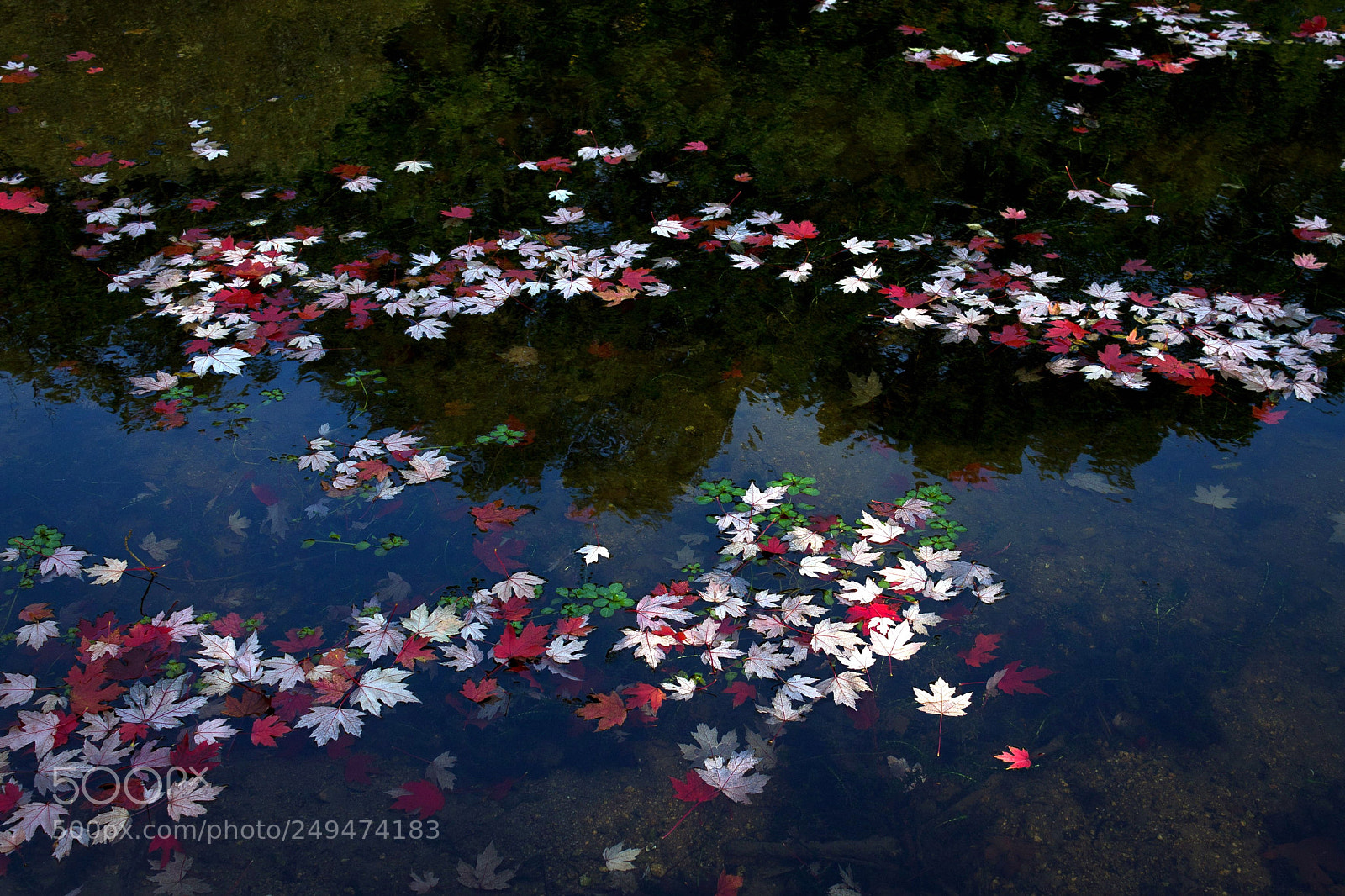 Canon EOS 1100D (EOS Rebel T3 / EOS Kiss X50) sample photo. Les feuilles mortes photography
