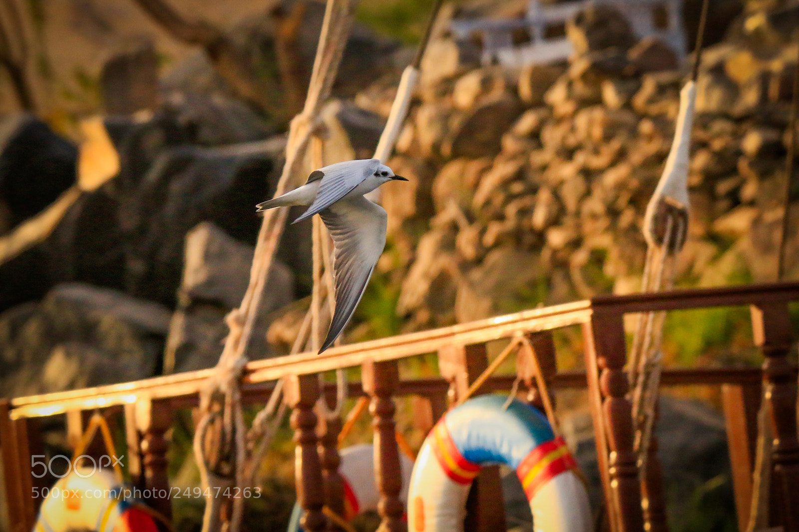 Canon EOS 70D sample photo. Ht photography