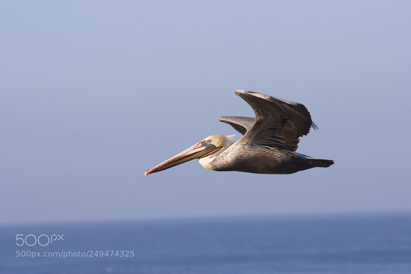 Canon EOS 20D sample photo. Fly photography
