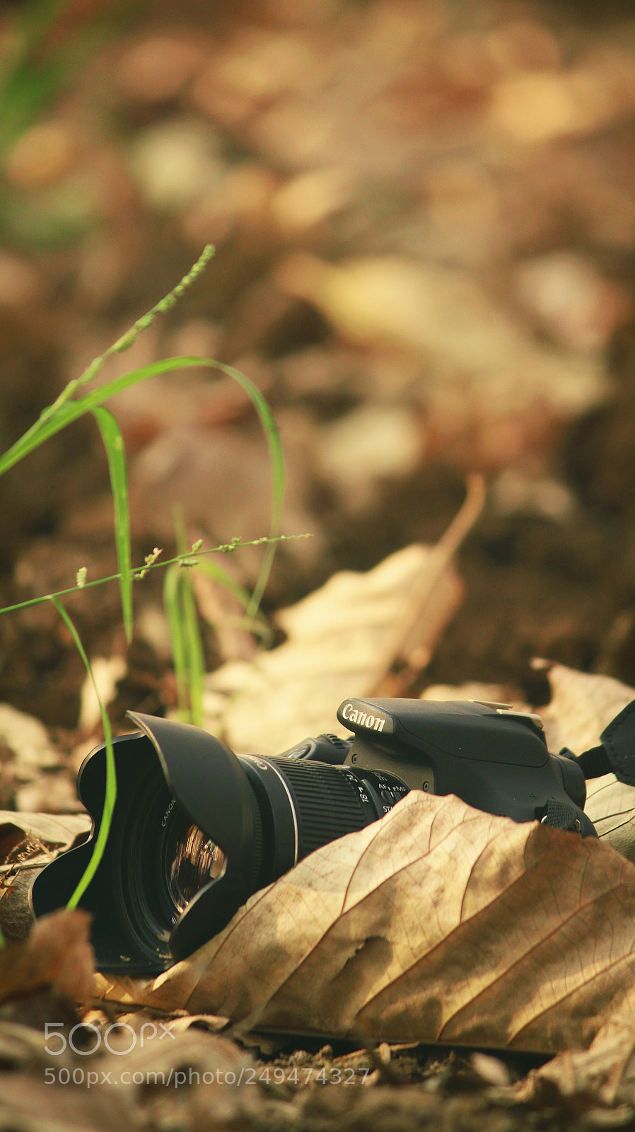 Canon EOS 700D (EOS Rebel T5i / EOS Kiss X7i) sample photo. Camera with leaves photography