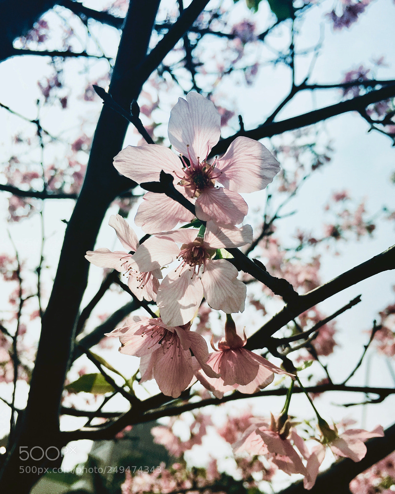 Apple iPhone 6s Plus sample photo. Untitled photography
