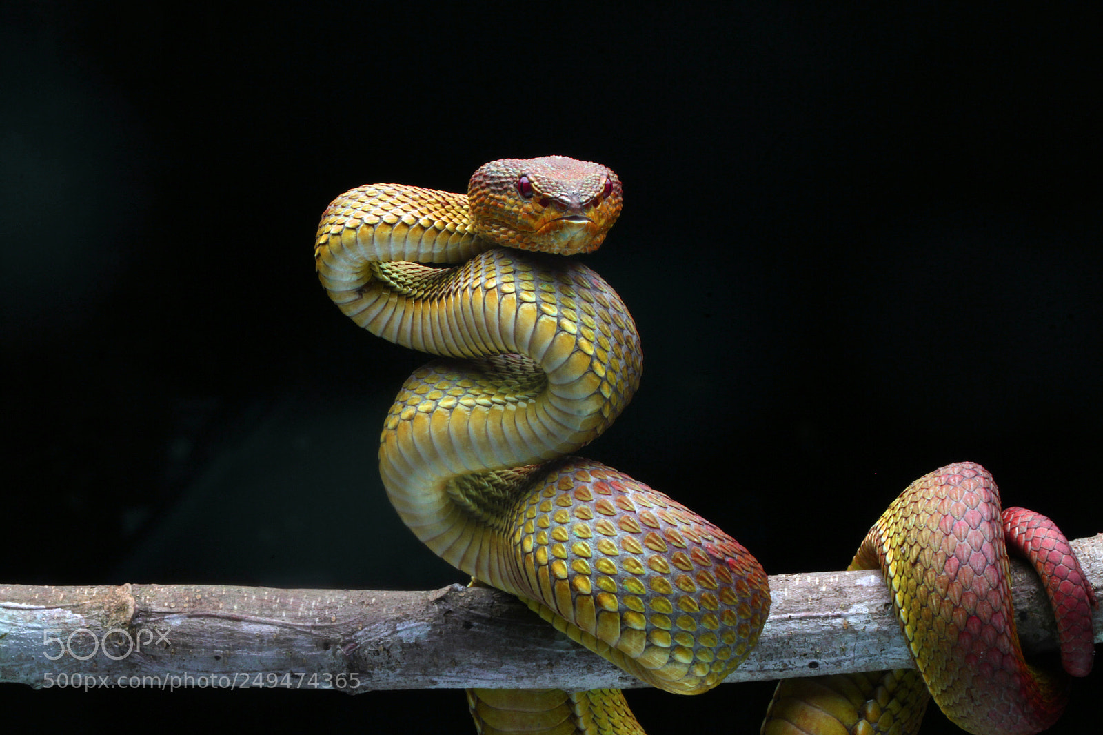 Canon EOS 7D sample photo. The snake photography