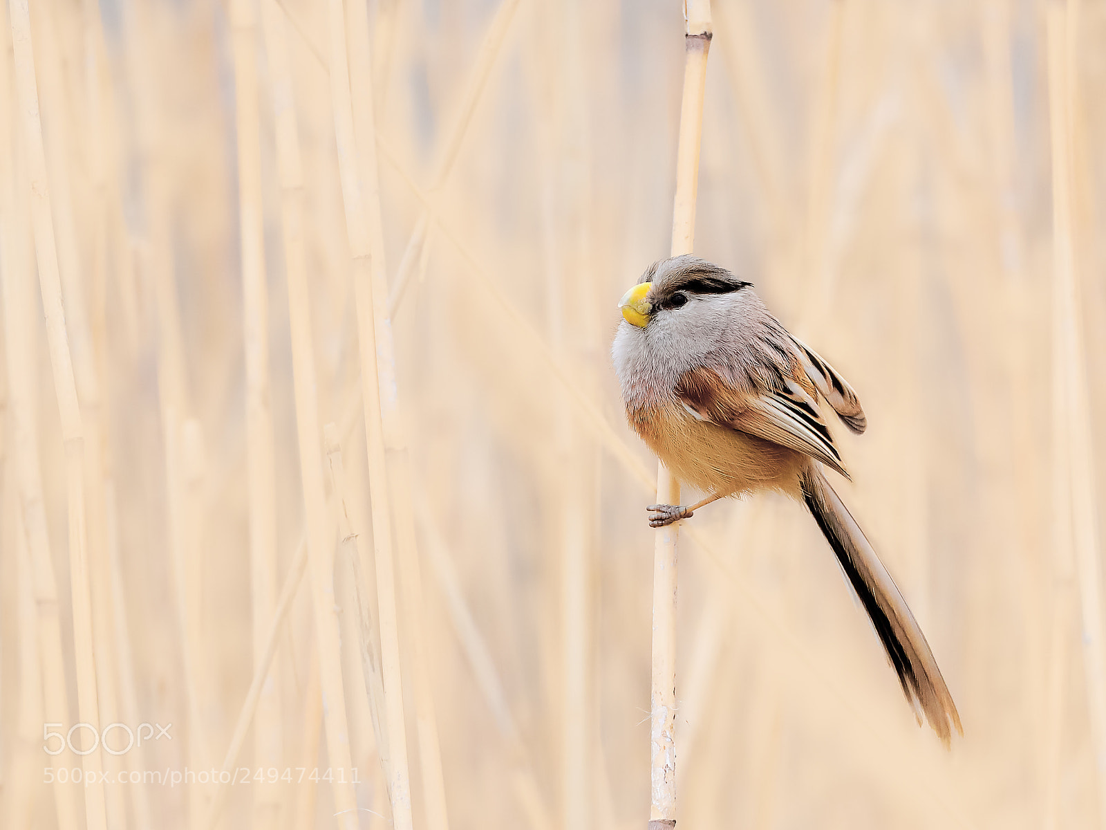 Canon EOS-1D X Mark II sample photo. 震旦鸦雀 photography
