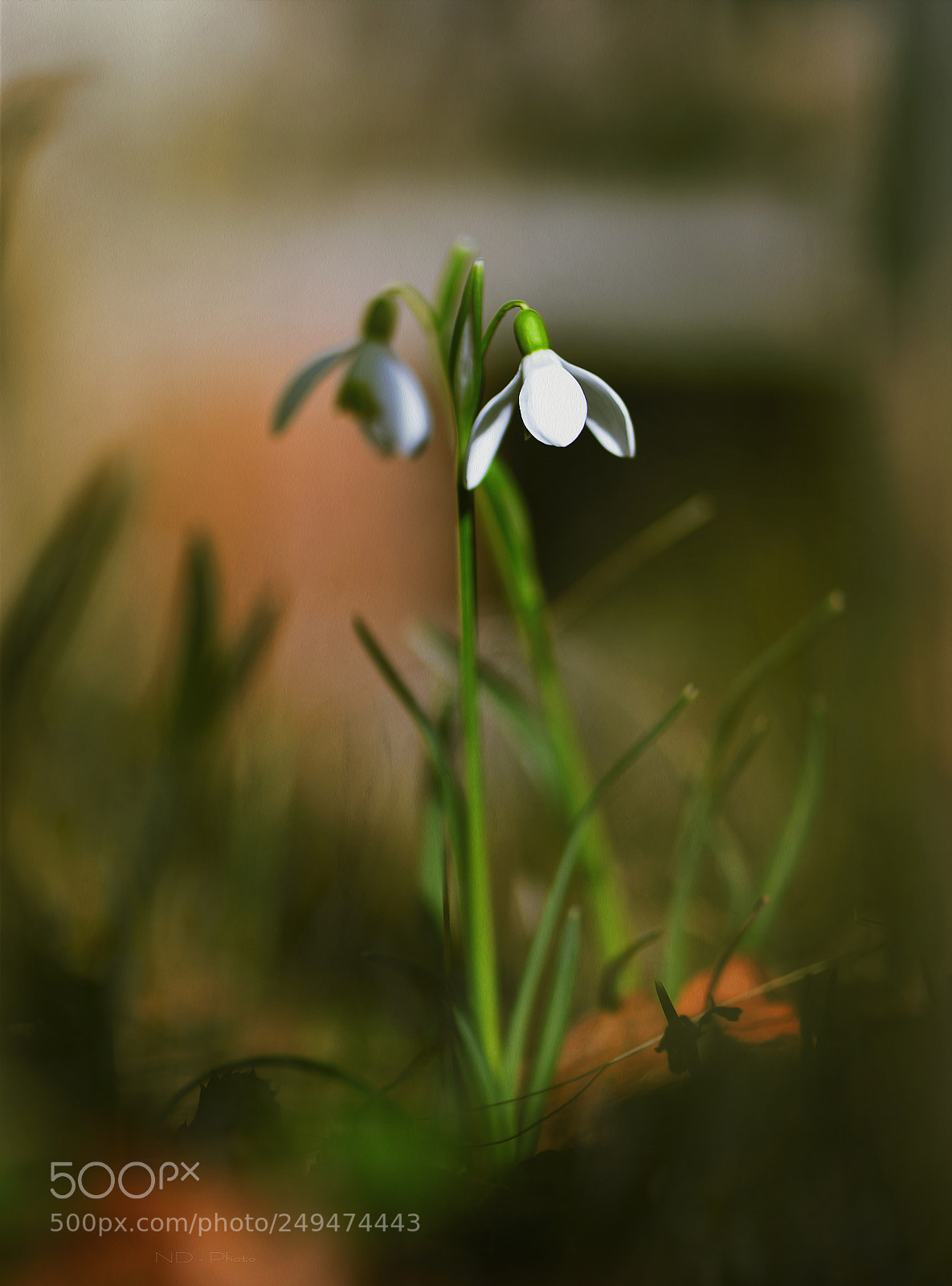 Nikon D610 sample photo. YÊu 4 photography