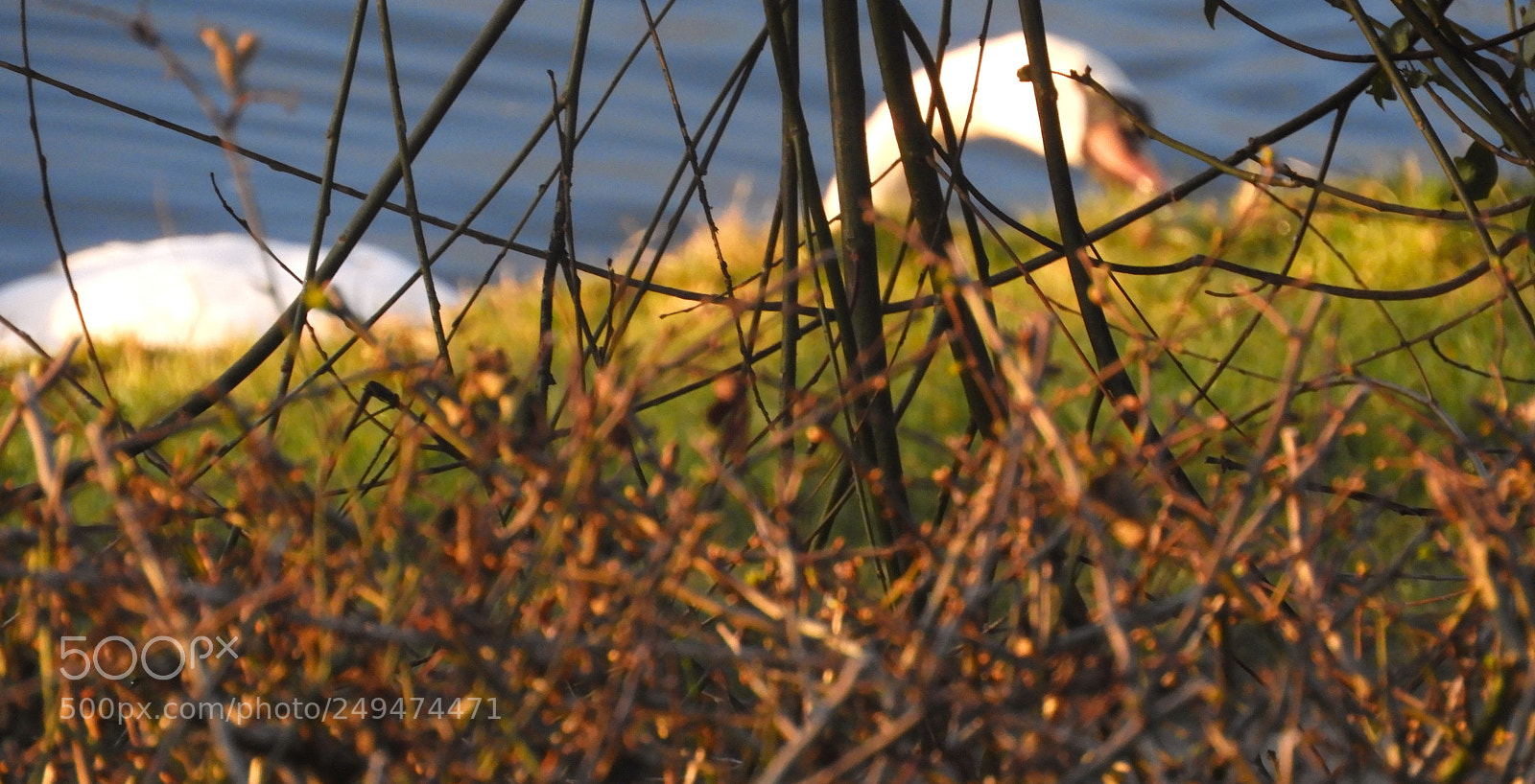 Nikon Coolpix B700 sample photo. Swan bokeh photography