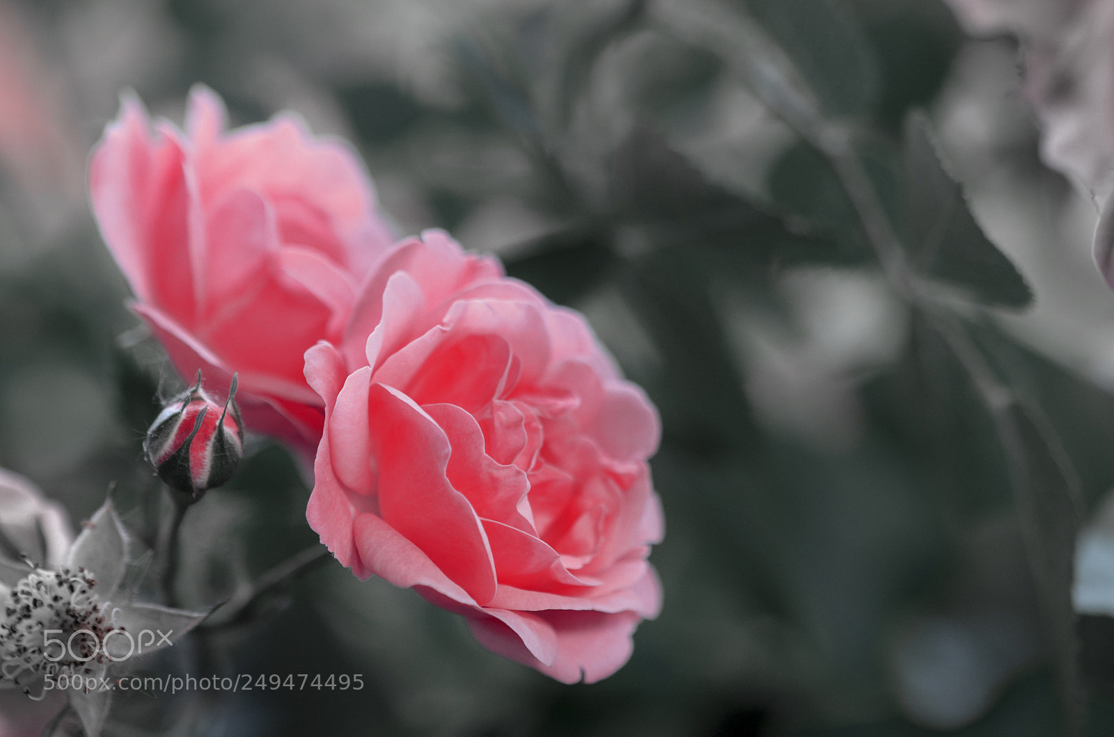 Nikon D5100 sample photo. Pink roses photography