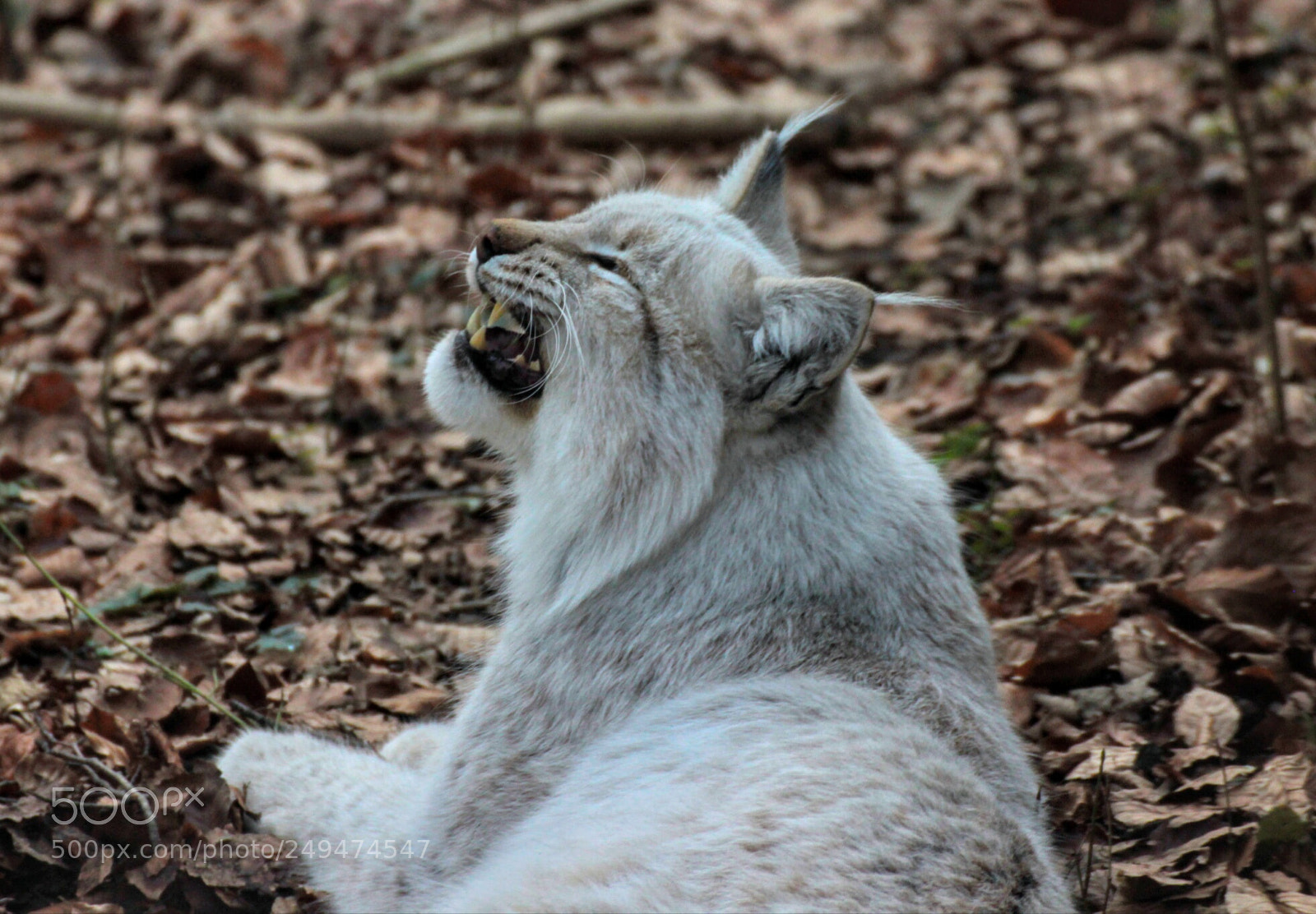 Canon EOS 600D (Rebel EOS T3i / EOS Kiss X5) sample photo. White lynx photography