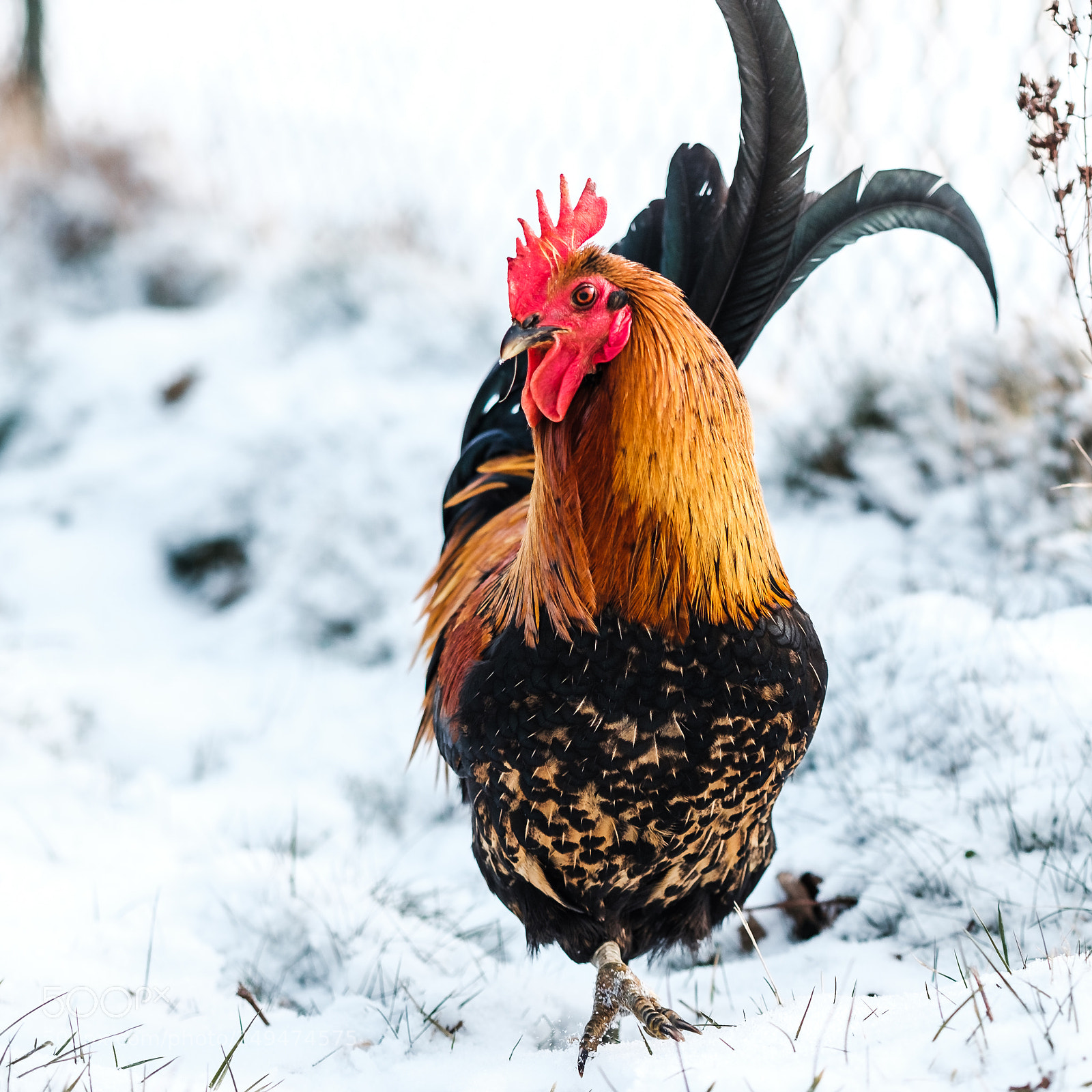 Fujifilm X-T2 sample photo. Rooster 1 photography