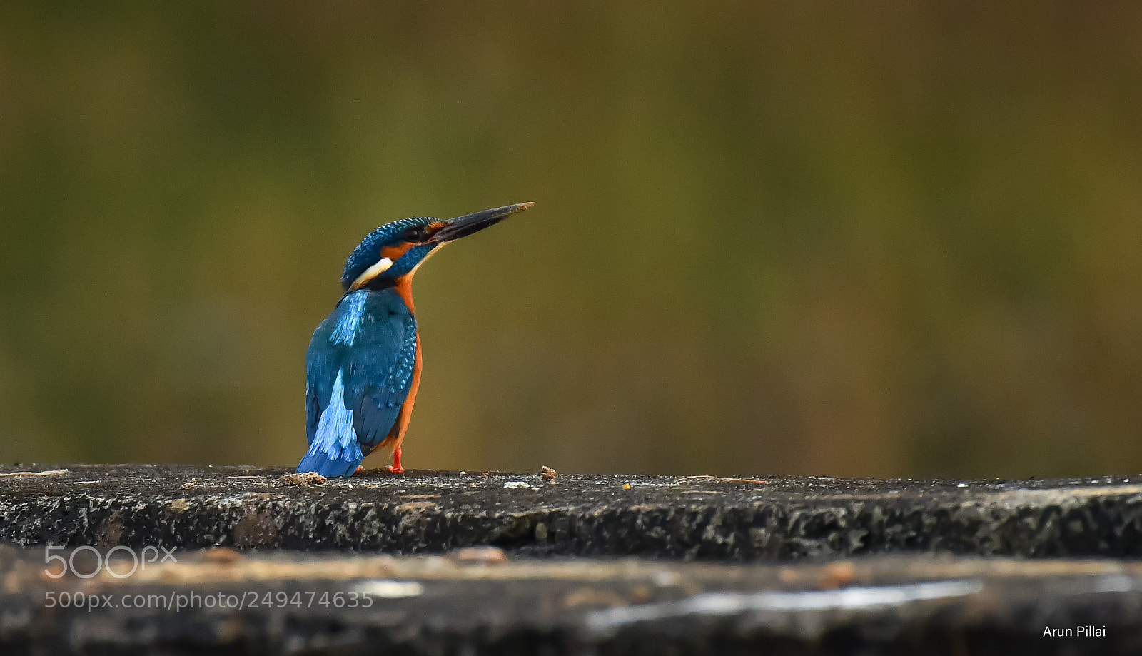 Nikon D500 sample photo. King of fishing photography