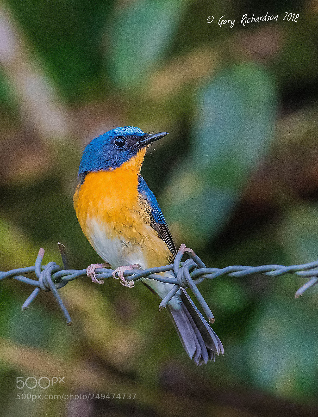 Nikon D500 sample photo. Tickell's blue flycatcher thailand photography