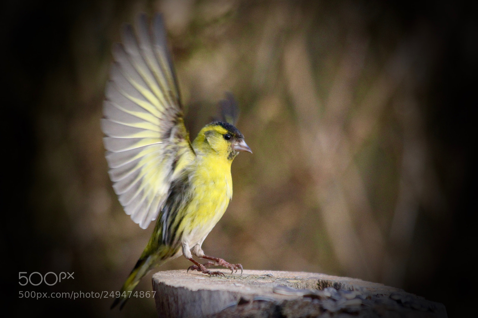 Canon EOS 700D (EOS Rebel T5i / EOS Kiss X7i) sample photo. Siskin in my garden photography