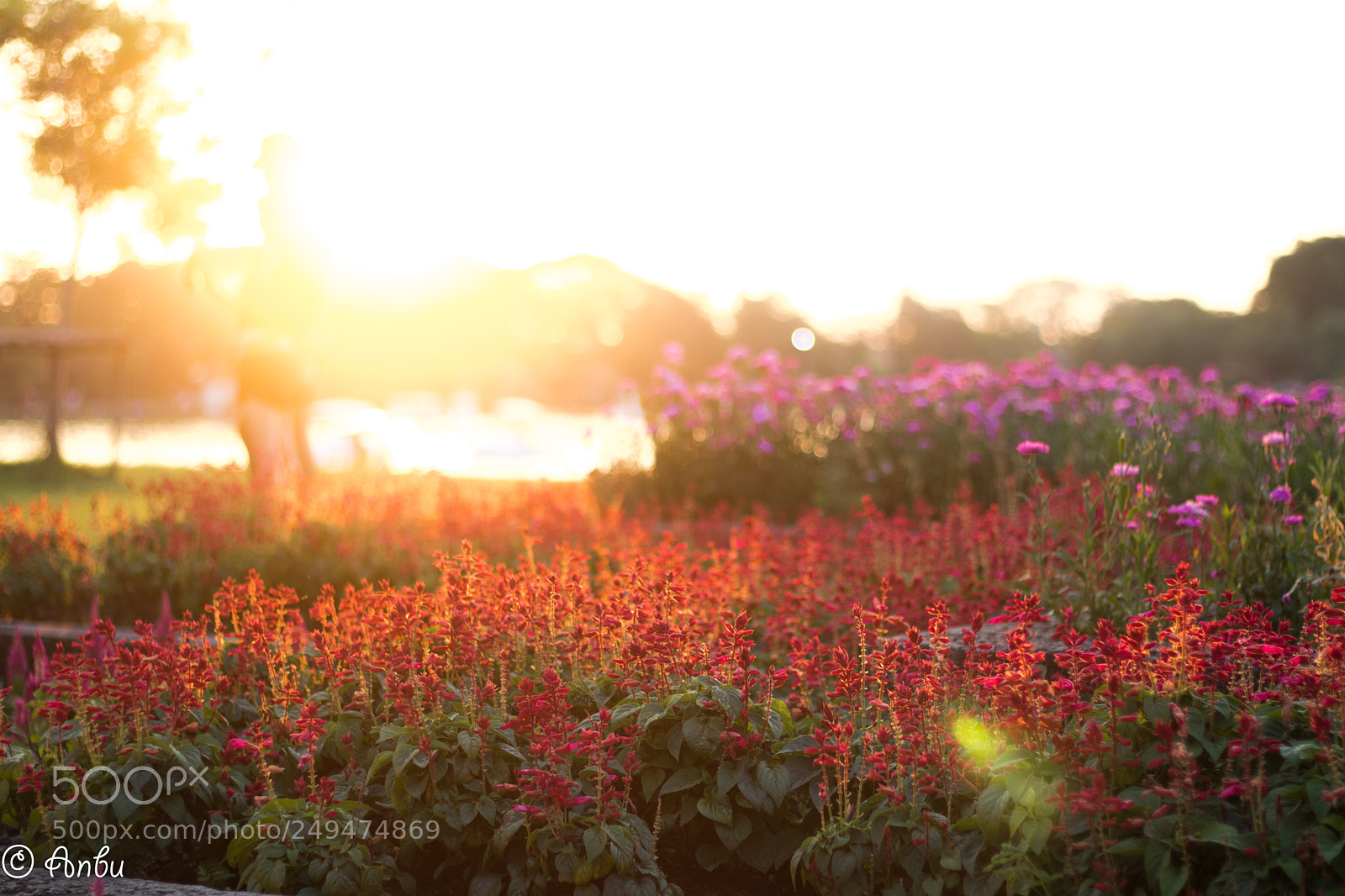 Canon EOS 77D (EOS 9000D / EOS 770D) sample photo. Golden garden photography