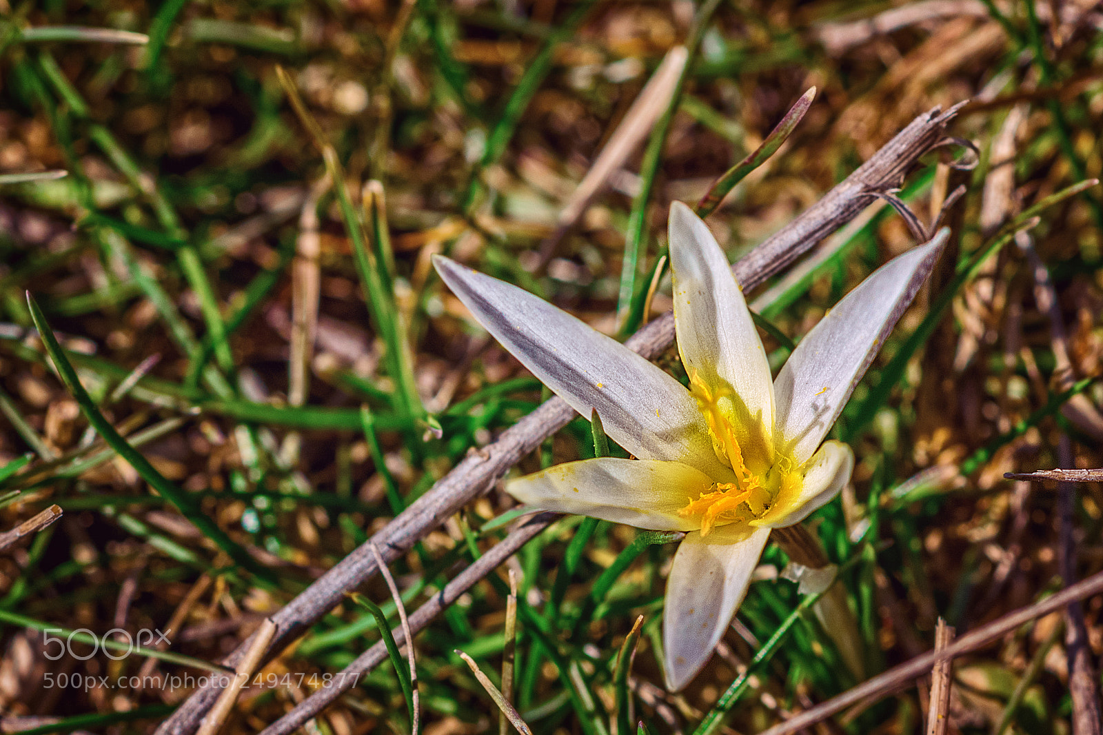 Nikon D5300 sample photo. The spring has come photography