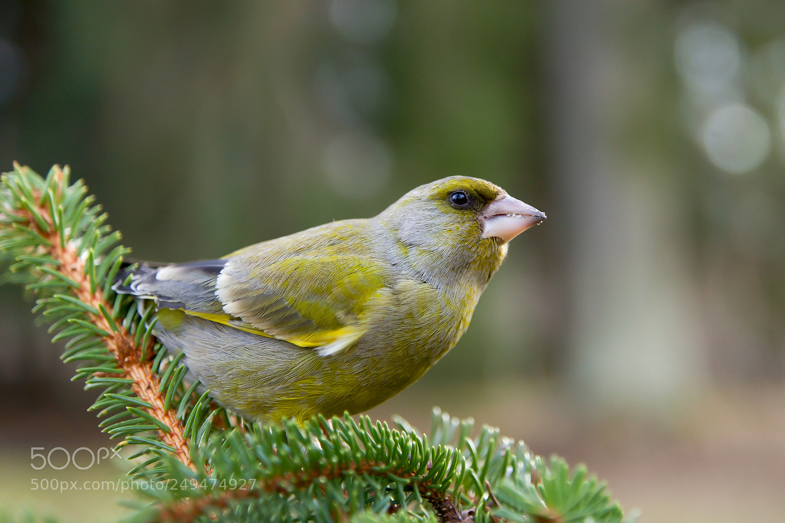 Sony SLT-A77 sample photo. Greenfinch, carduelis chloris. photography