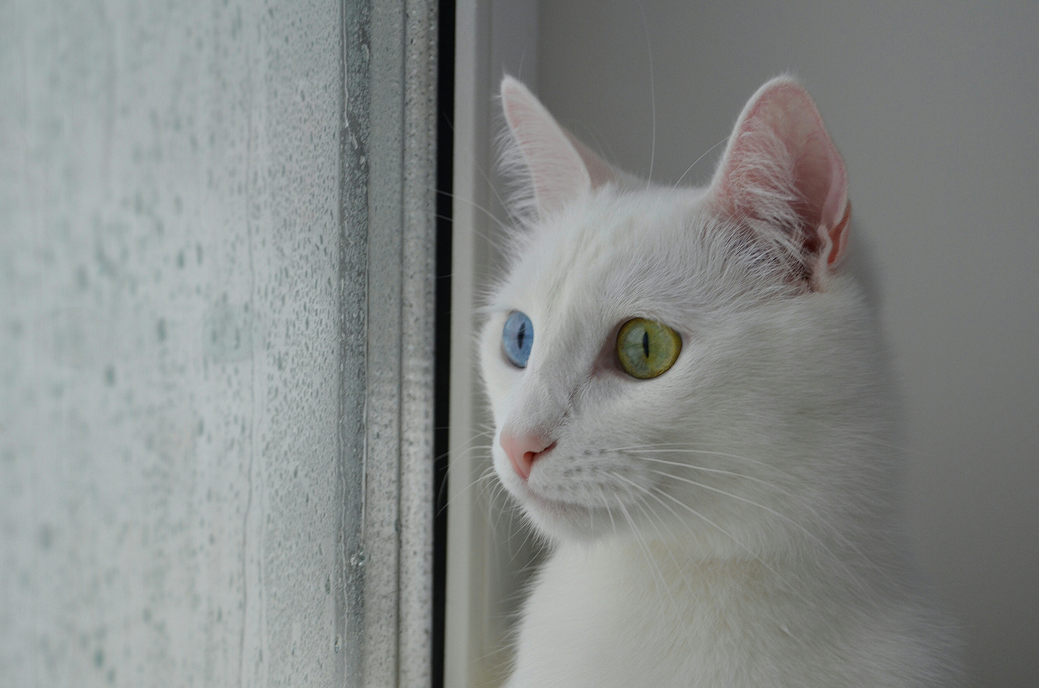 Nikon D5100 + Nikon AF-S DX Nikkor 18-55mm F3.5-5.6G II sample photo. And outside the window the rain photography