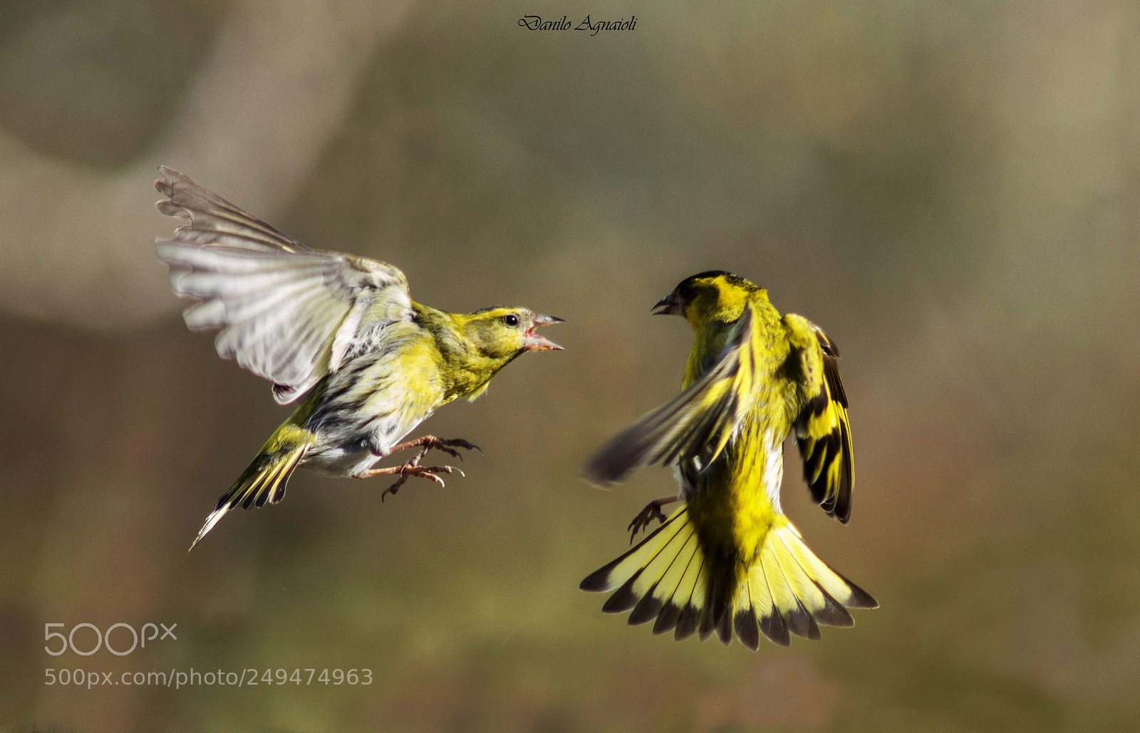 Canon EOS 7D Mark II sample photo. Giocando in liberta'. lucherini-colline photography