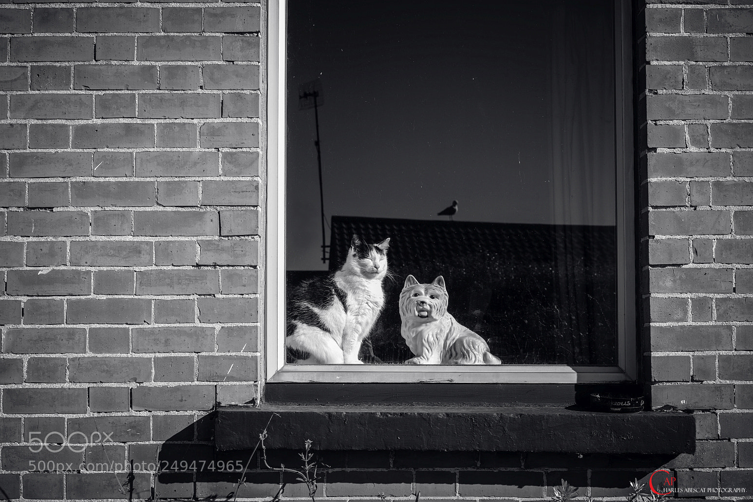 Pentax K-1 sample photo. Cat, dog and .... photography