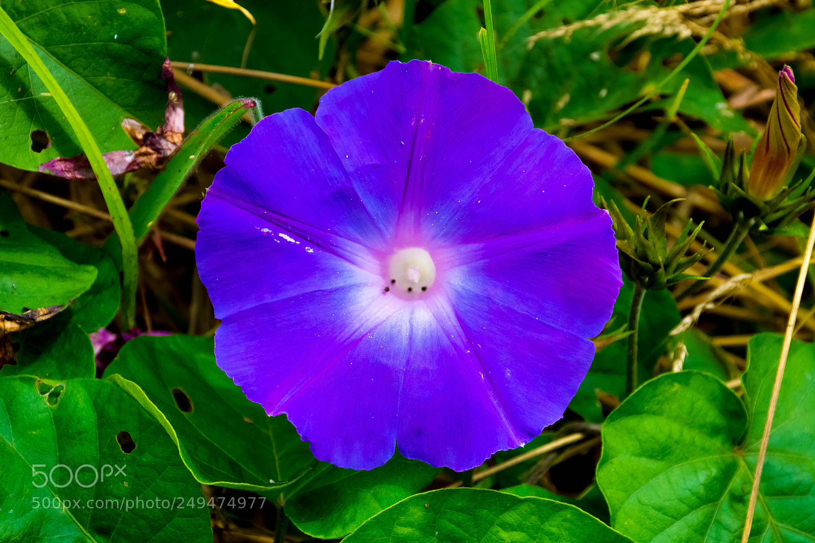Nikon D7200 sample photo. Blooming to life photography