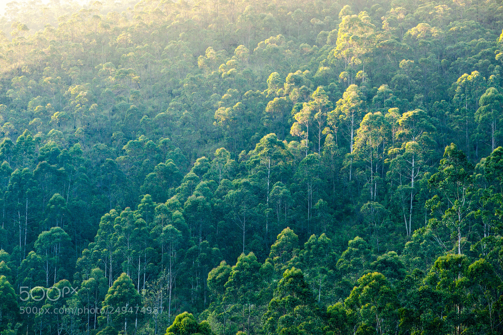 Sony Alpha DSLR-A900 sample photo. Forest in nallathanniya, sri photography