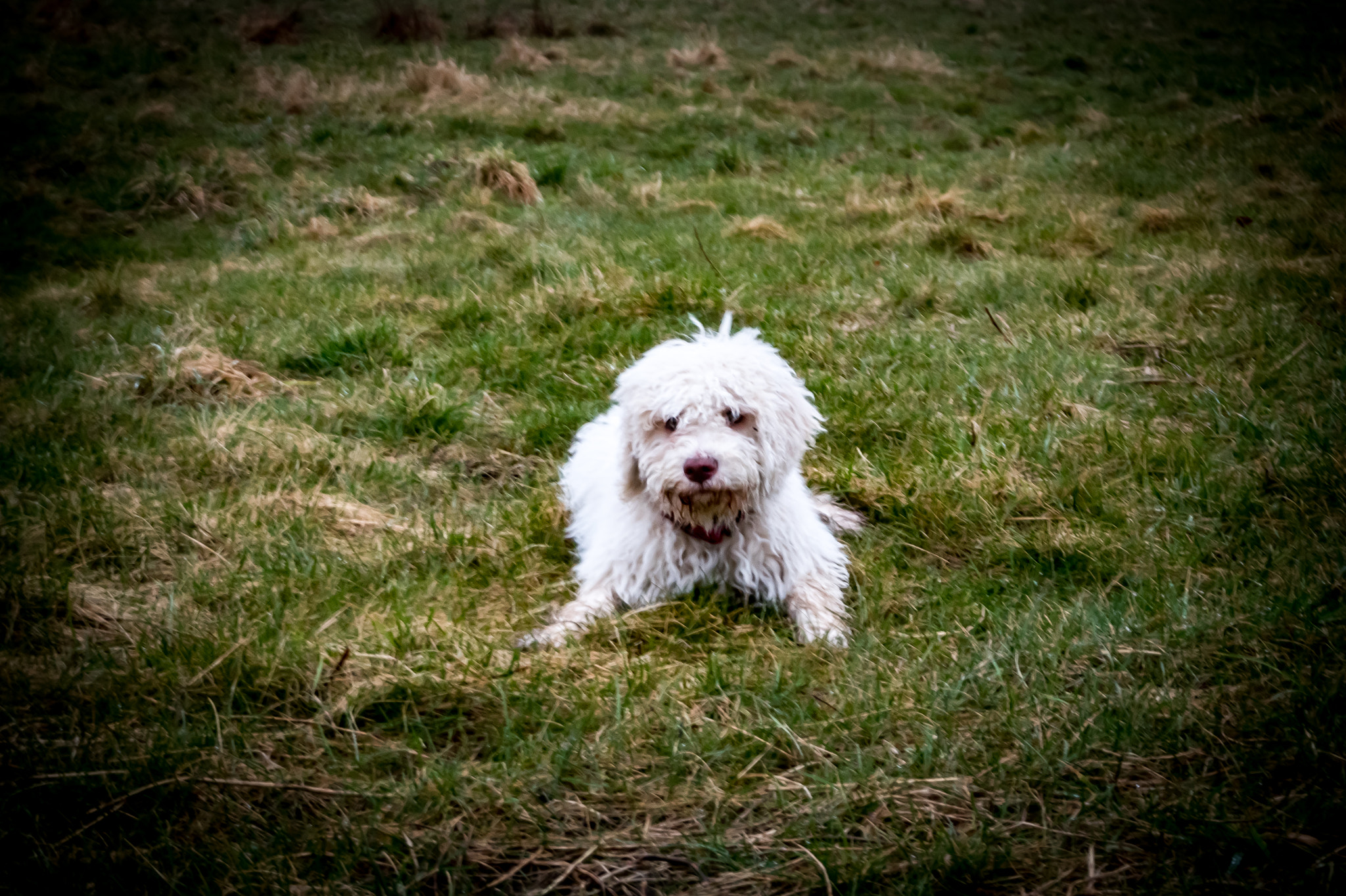 Olympus PEN E-PL8 sample photo. Tell me what to do... please photography