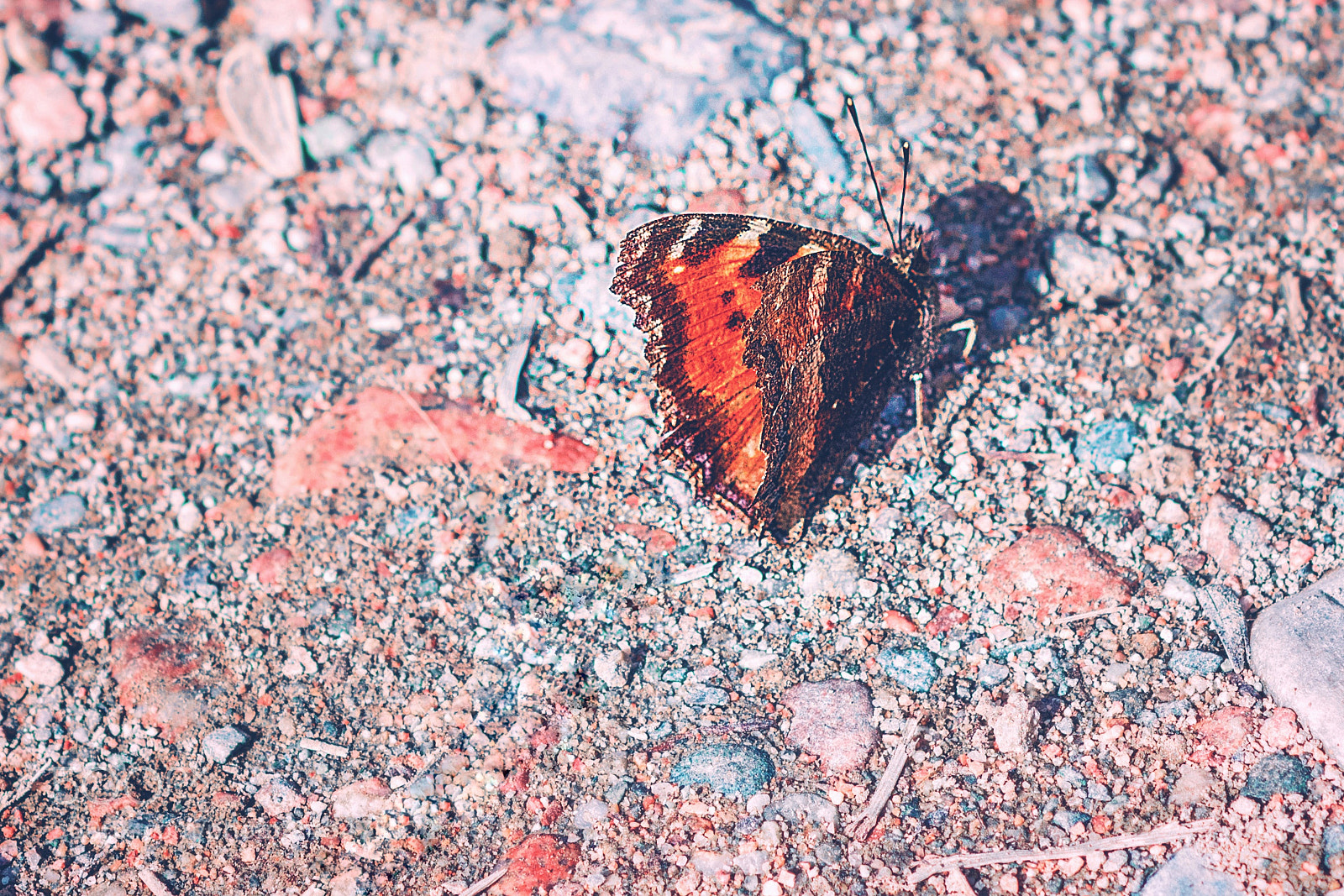 Nikon D5300 sample photo. Butiful spring butterfly photography