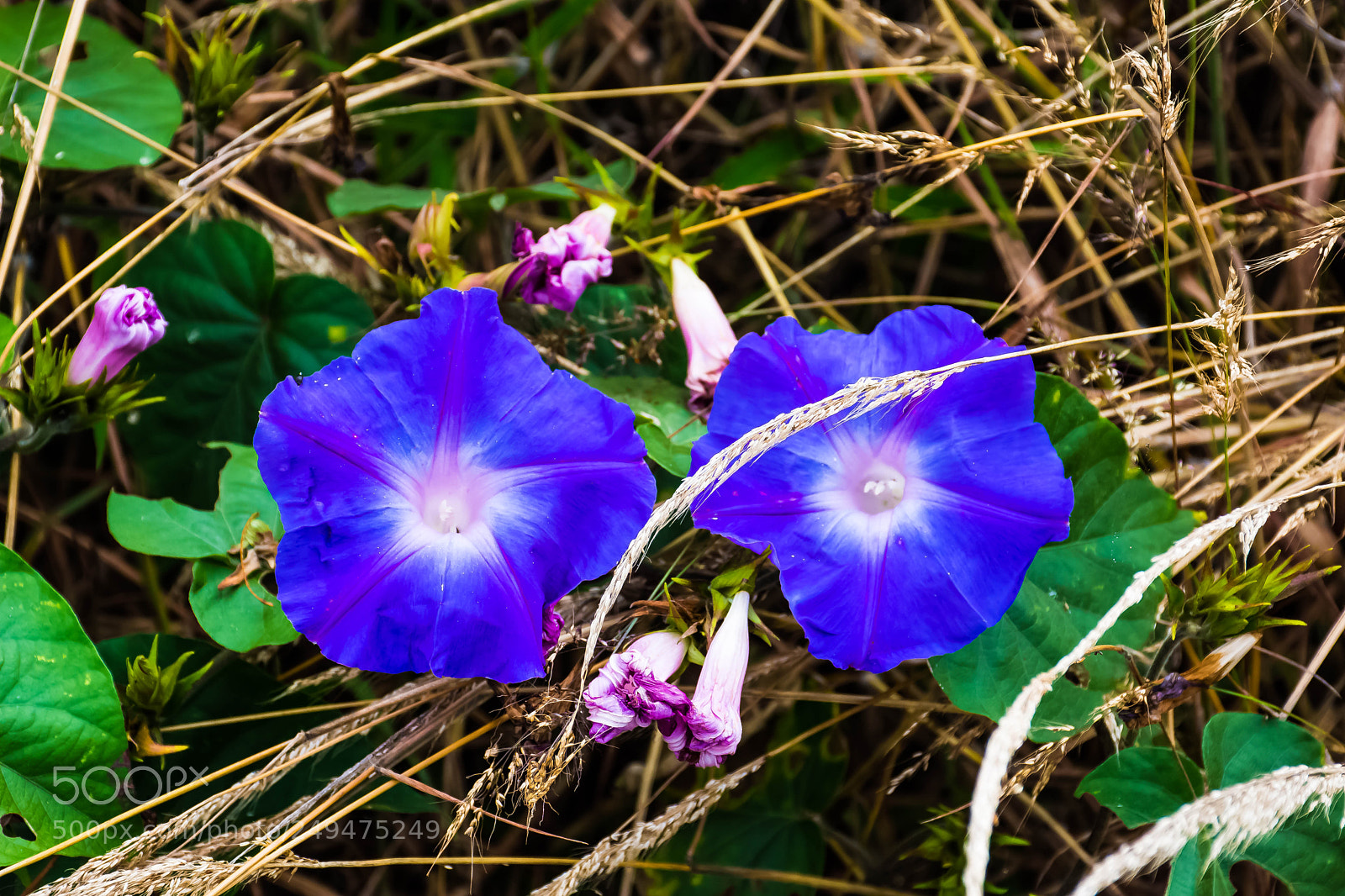 Nikon D7200 sample photo. A pair of bright photography