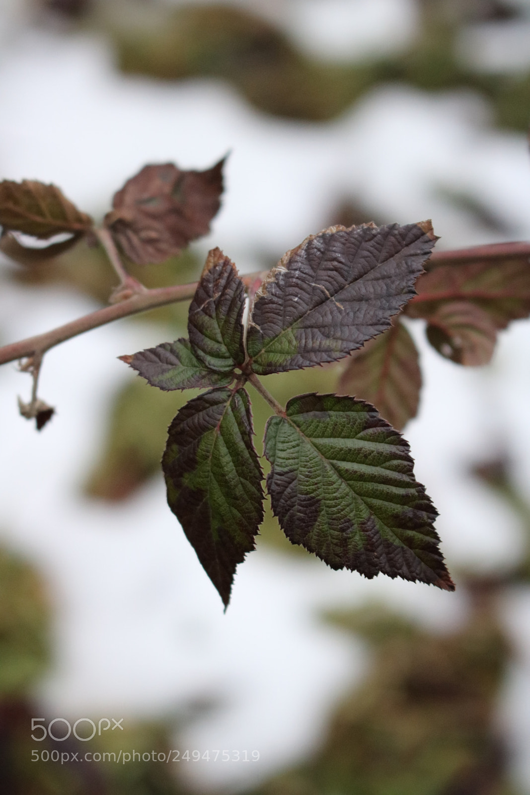 Canon EOS 750D (EOS Rebel T6i / EOS Kiss X8i) sample photo. Leaf photography