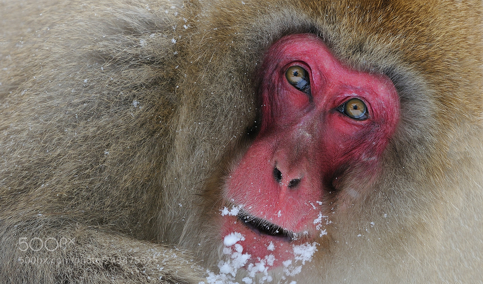 Nikon D300 sample photo. Surprised photography