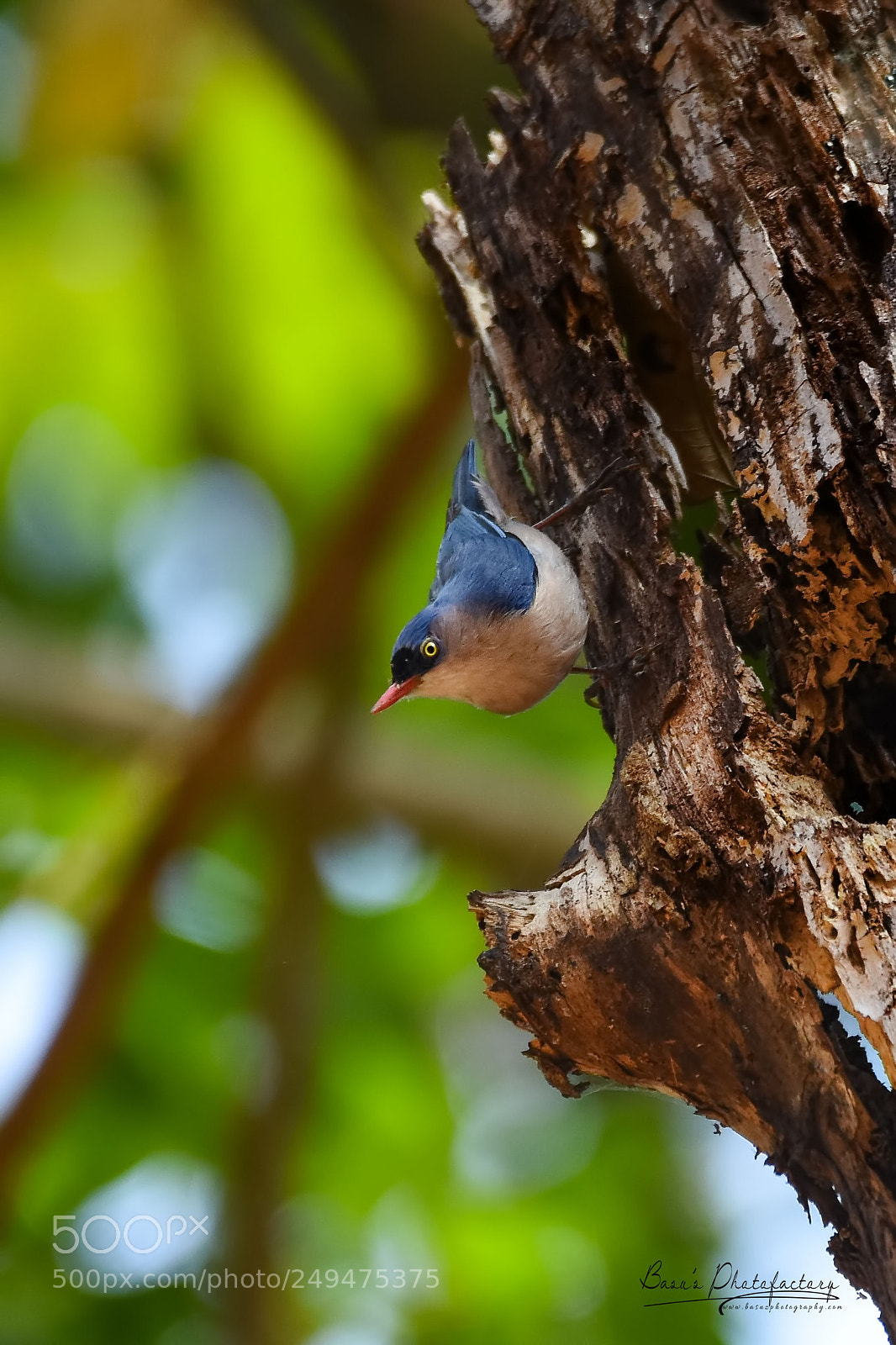 Nikon D810 sample photo. Velvet-fronted nuthatch photography