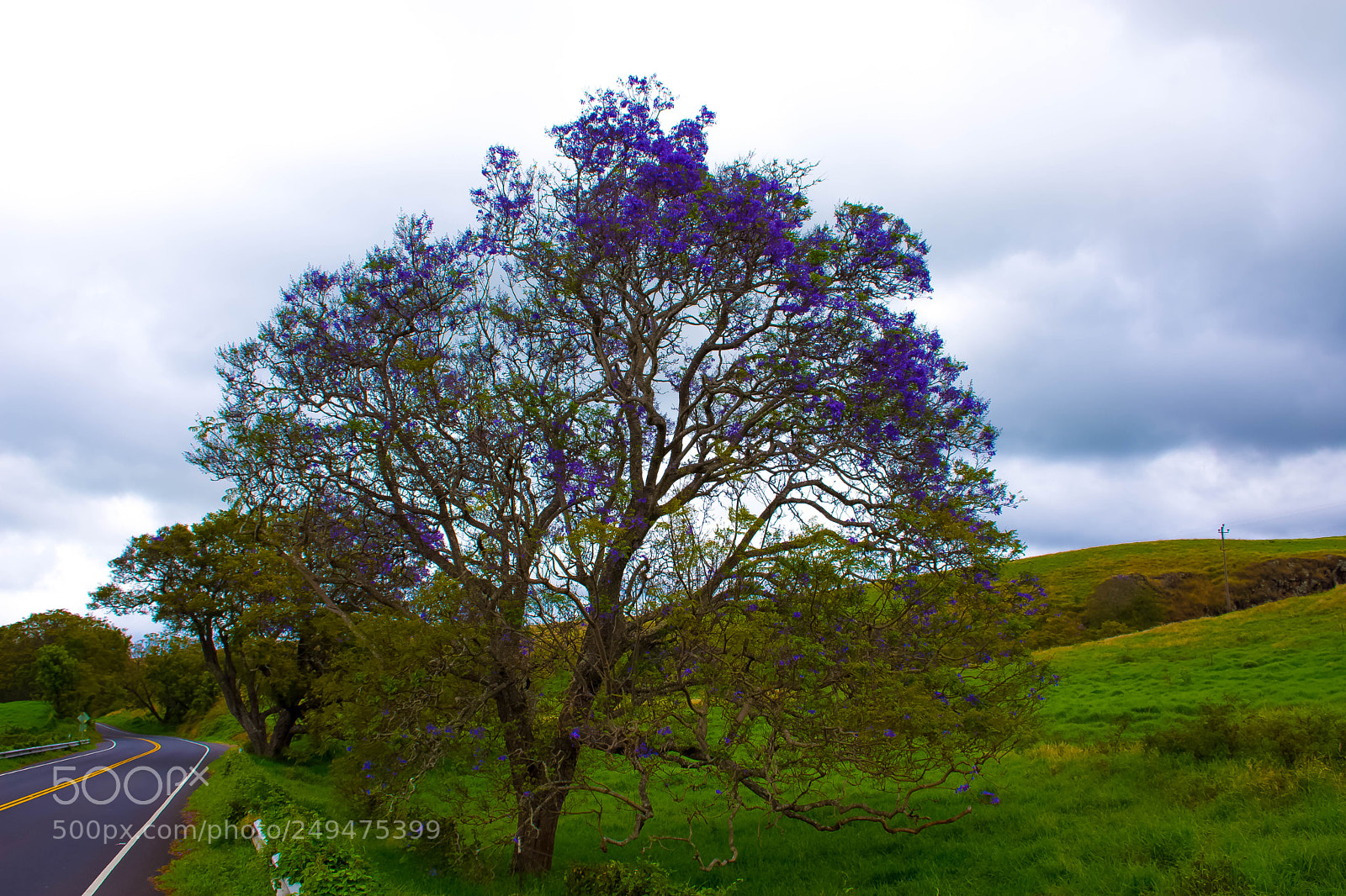 Nikon D7200 sample photo. A roadside blooming jacaranda photography