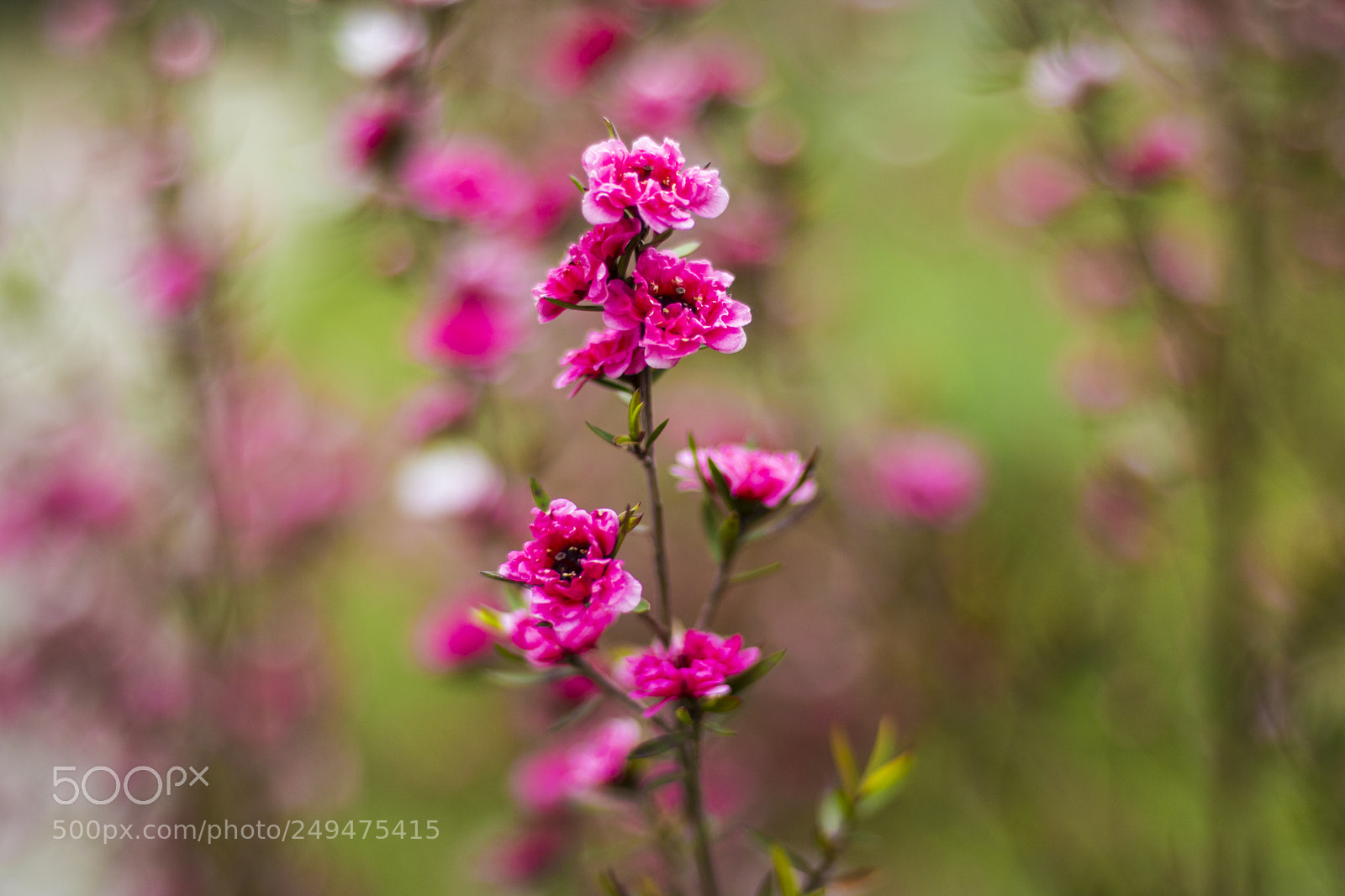 Canon EOS 760D (EOS Rebel T6s / EOS 8000D) sample photo. Sakura photography