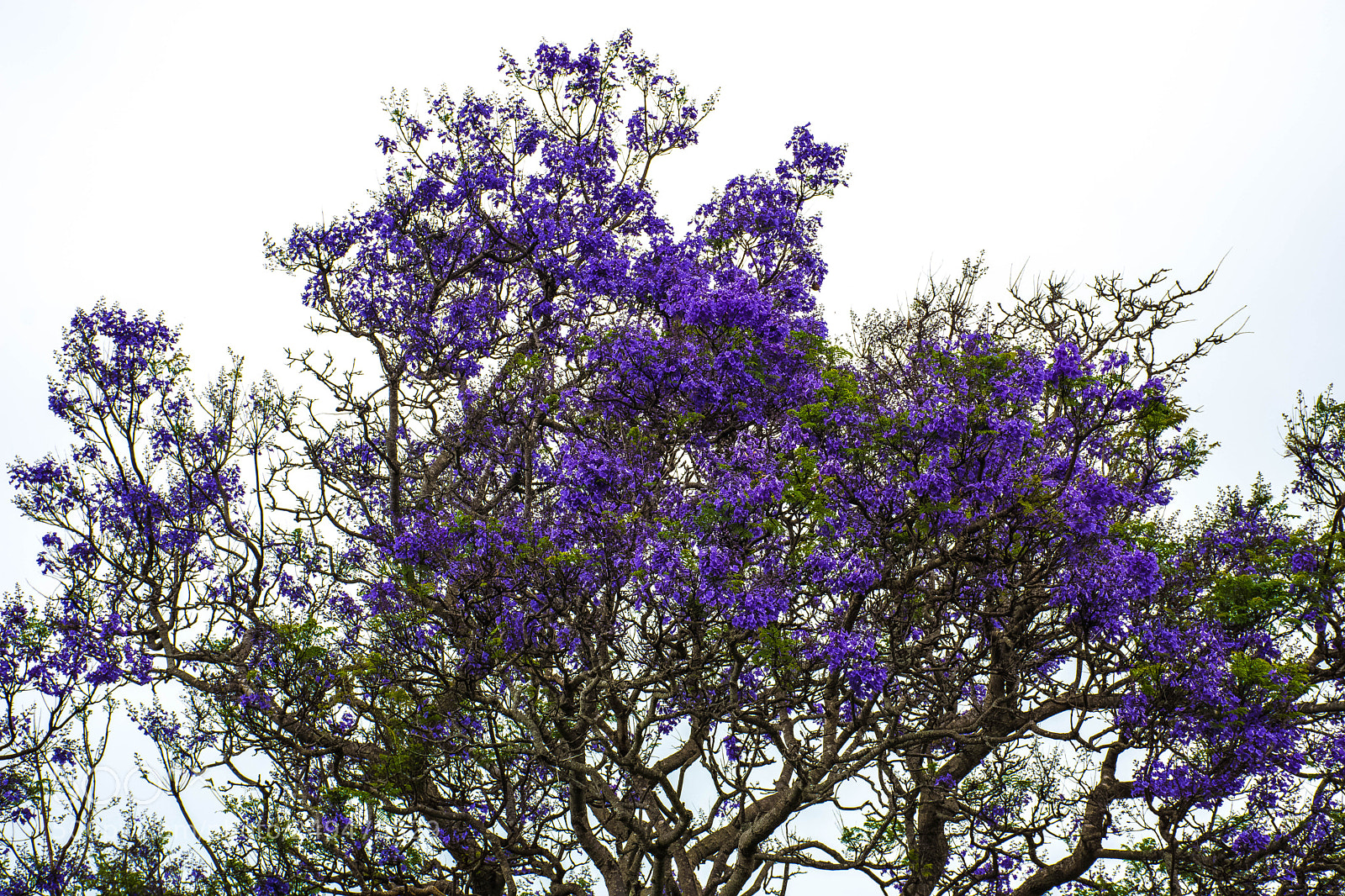 Nikon D7200 sample photo. Jacarandas lighting up a photography