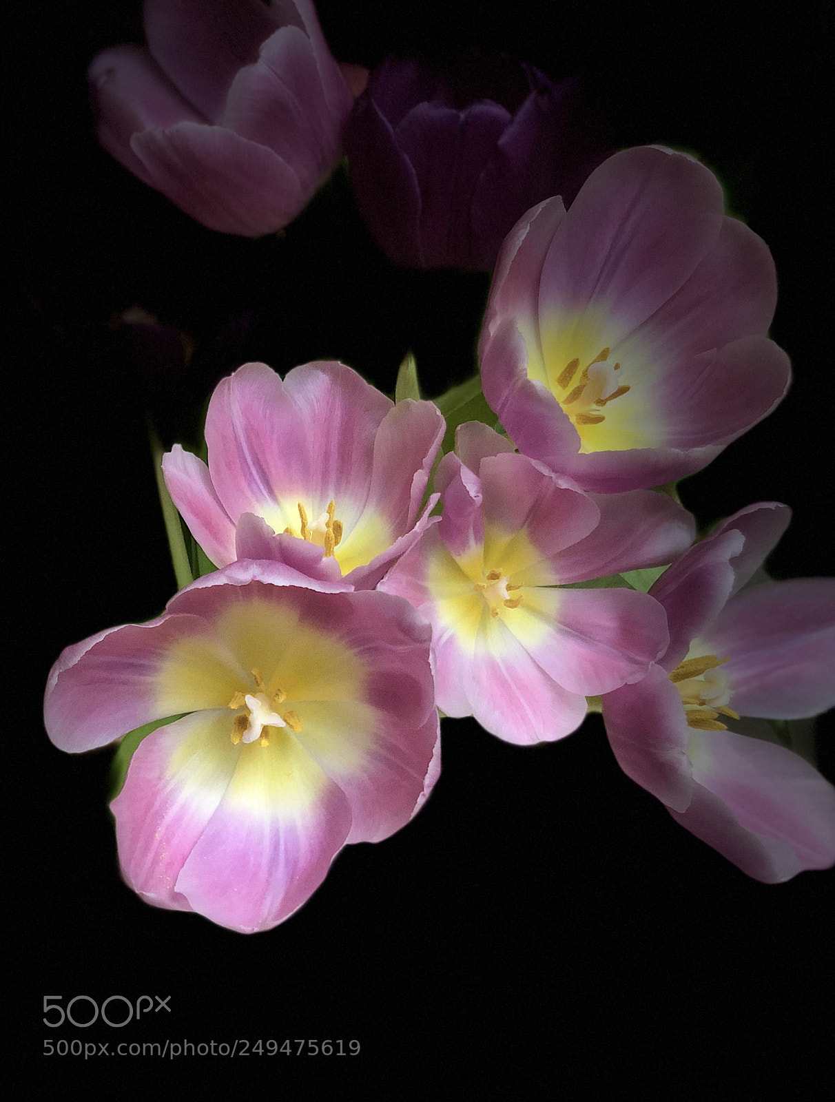 Apple iPhone X sample photo. Tulpen pur photography
