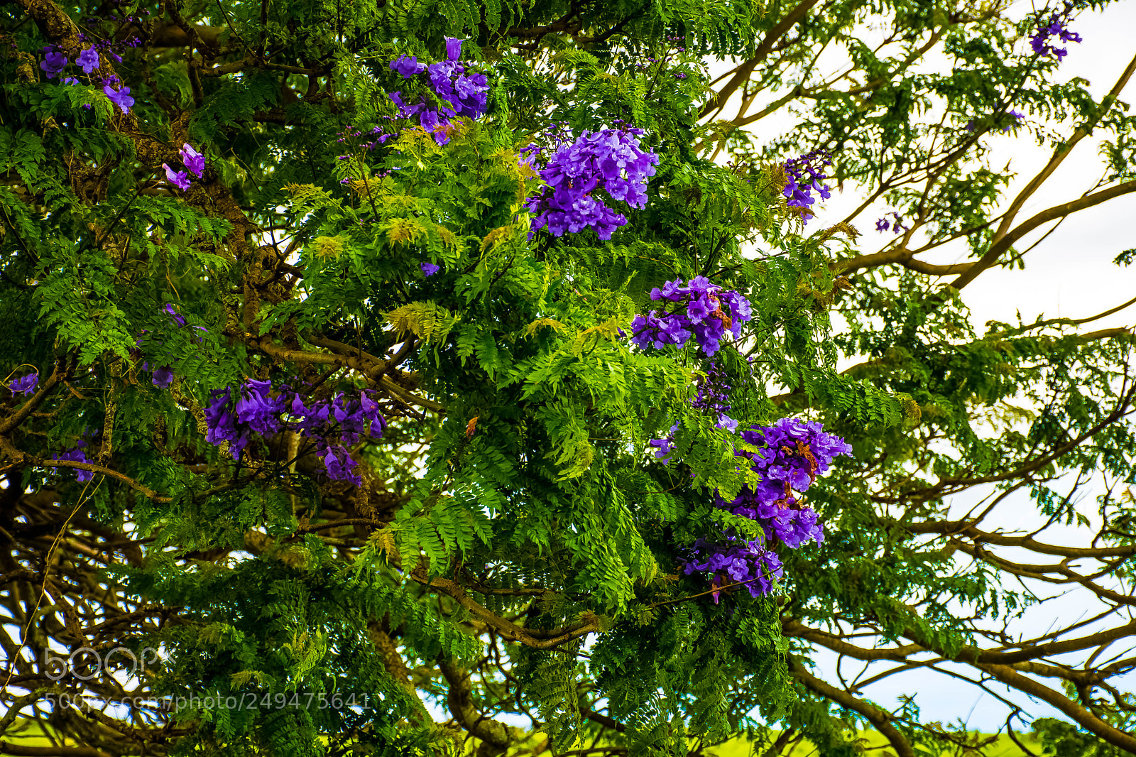 Nikon D7200 sample photo. Jacarandas in bloom. photography