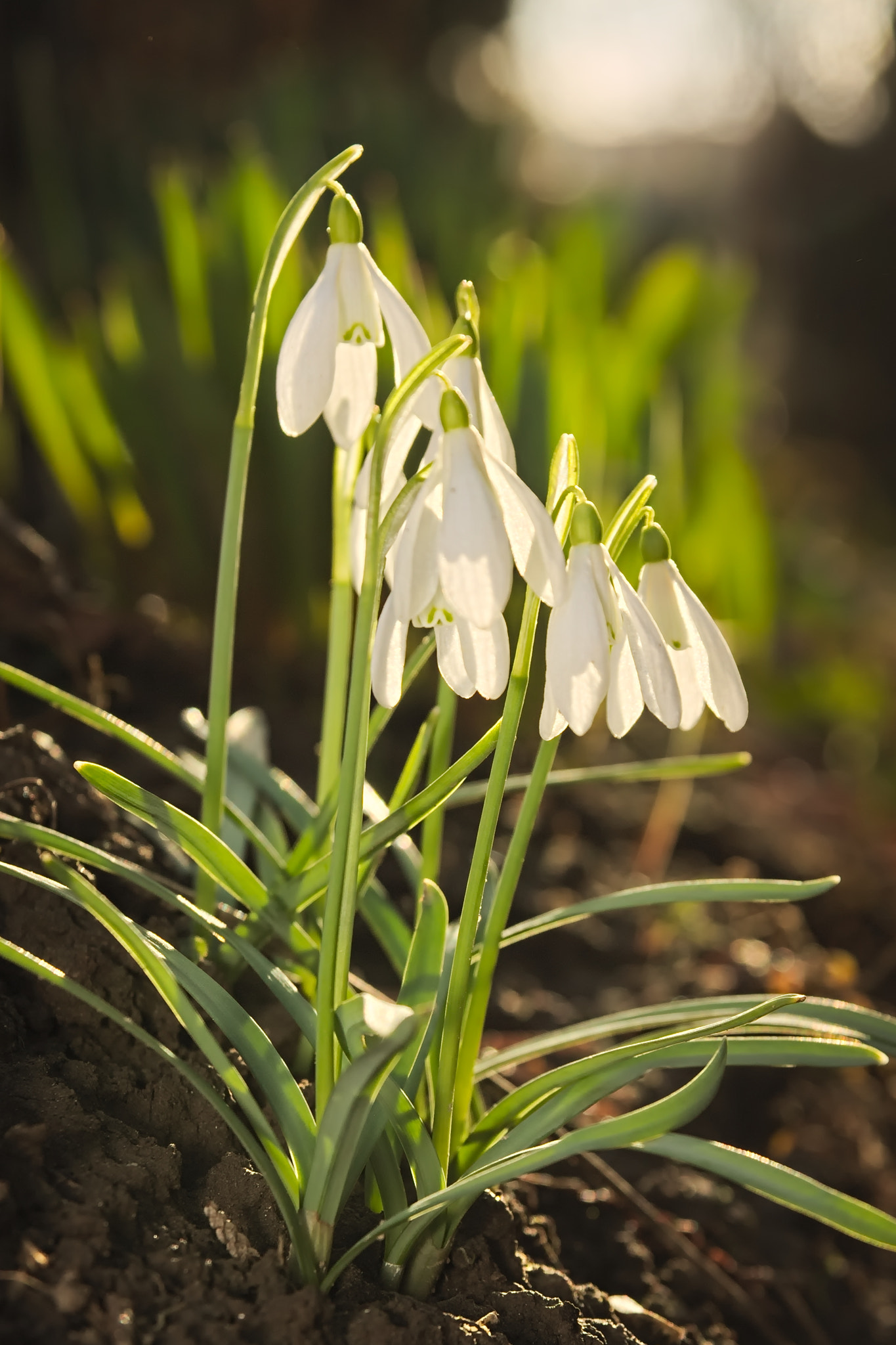 Sigma 17-70mm F2.8-4 DC Macro OS HSM sample photo. Snowdrop group :) photography