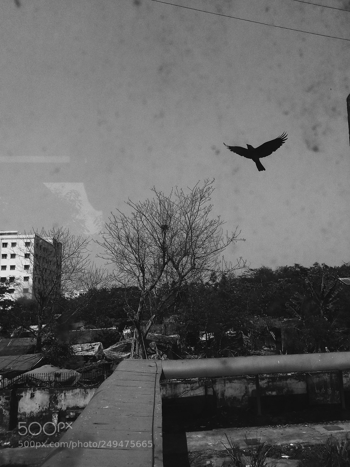 Motorola Moto E (4) Plus sample photo. Crow moment photography