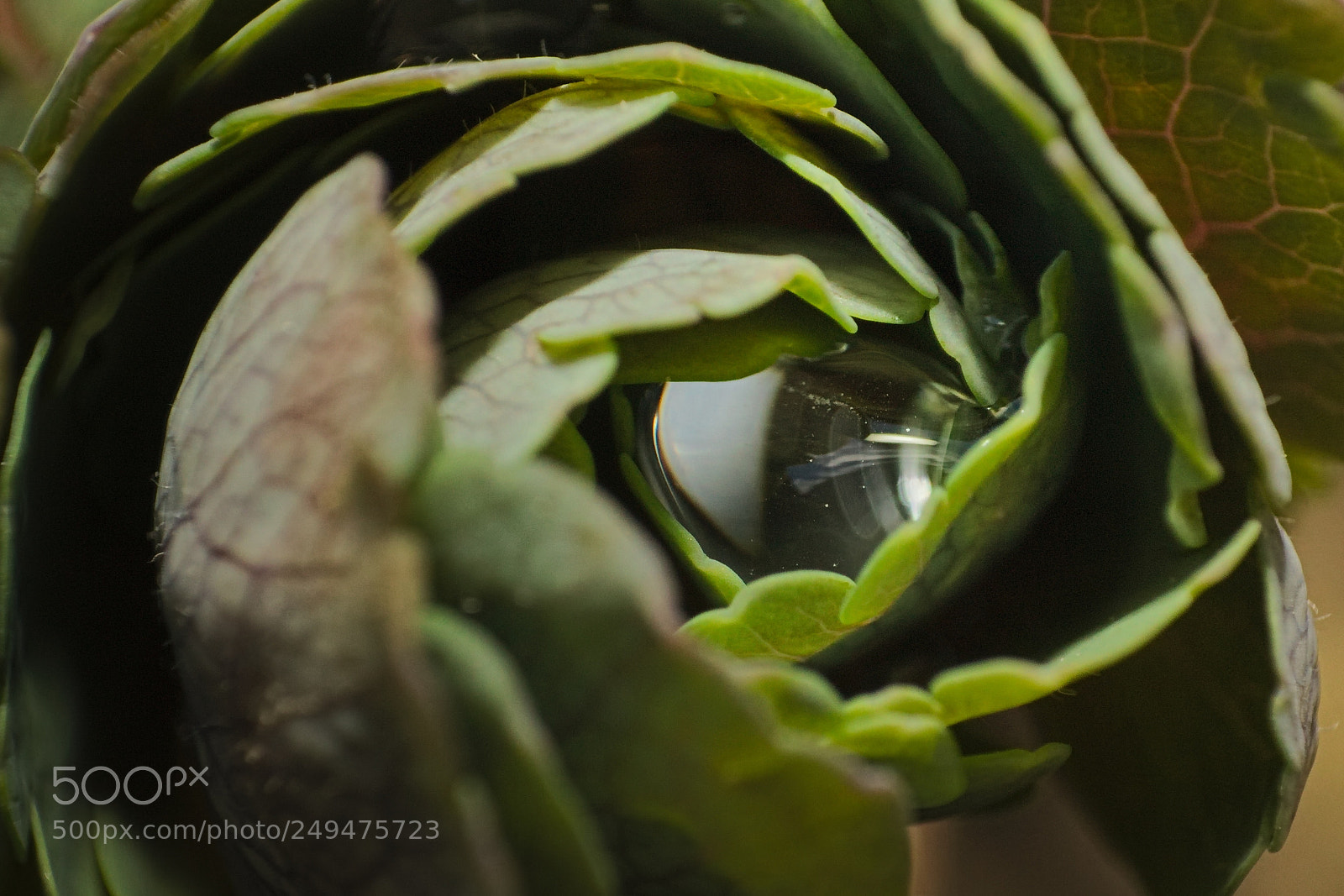 Canon EF-S 18-55mm F3.5-5.6 II sample photo. Nature's eye photography