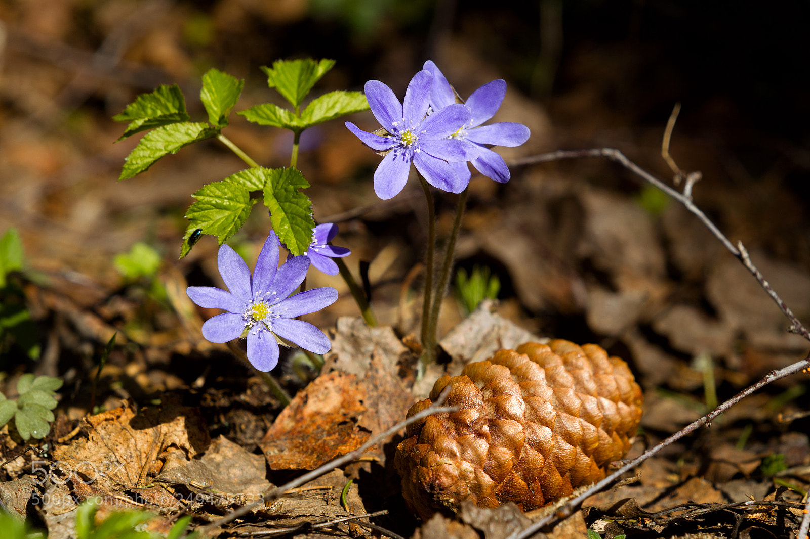 Canon EOS-1D Mark IV sample photo. Flowers of violets in photography
