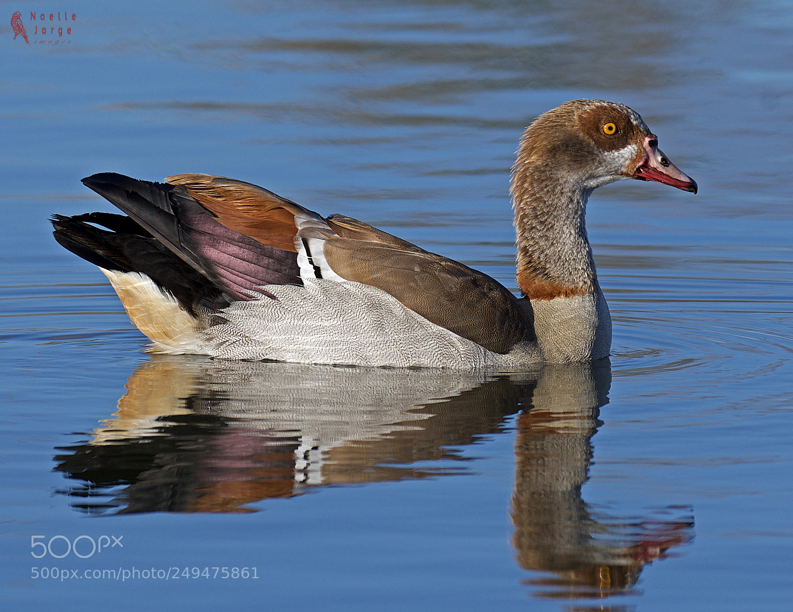 Nikon D500 sample photo. Exquisite feathers of an photography