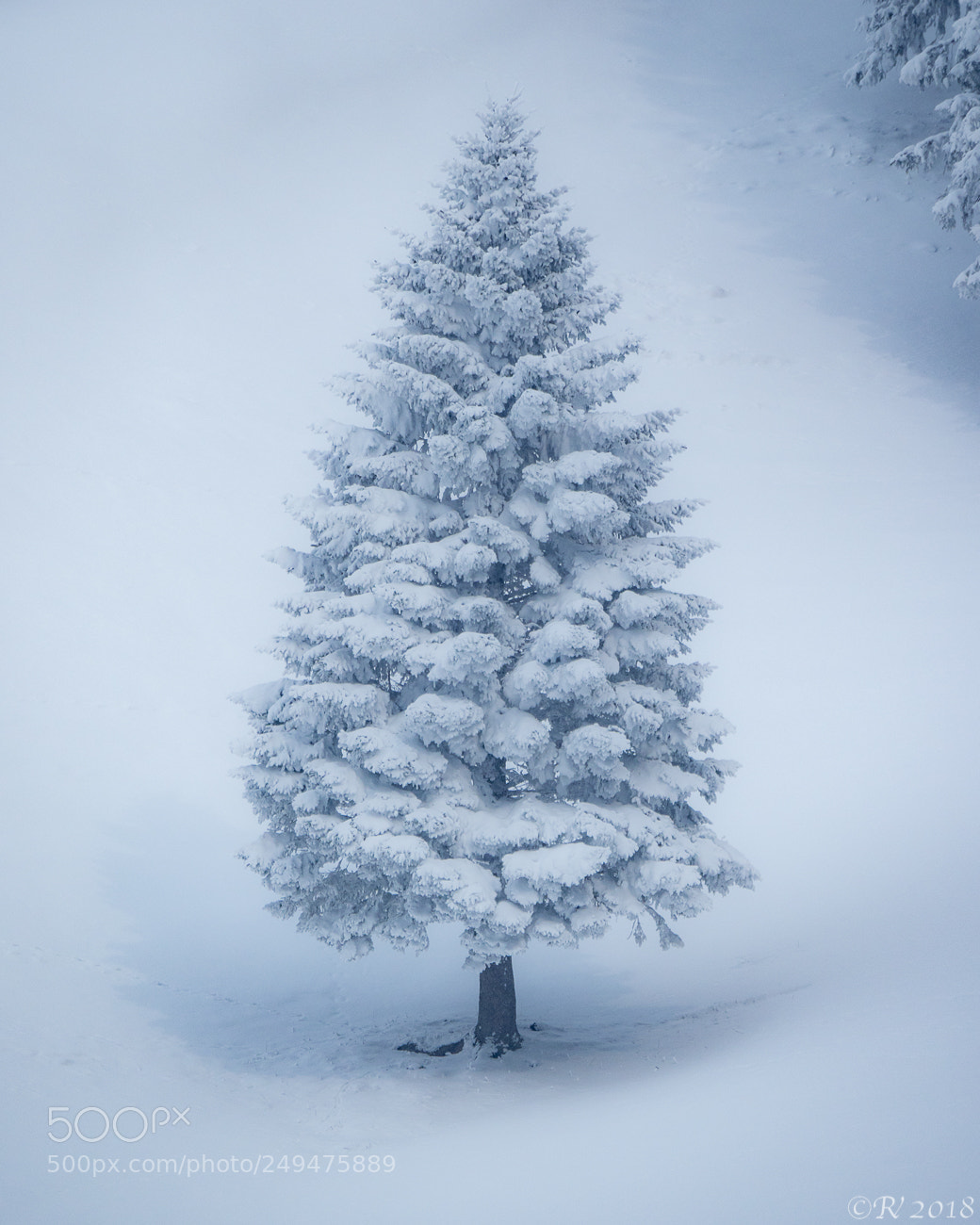 Olympus OM-D E-M1 Mark II sample photo. The white christmas tree photography